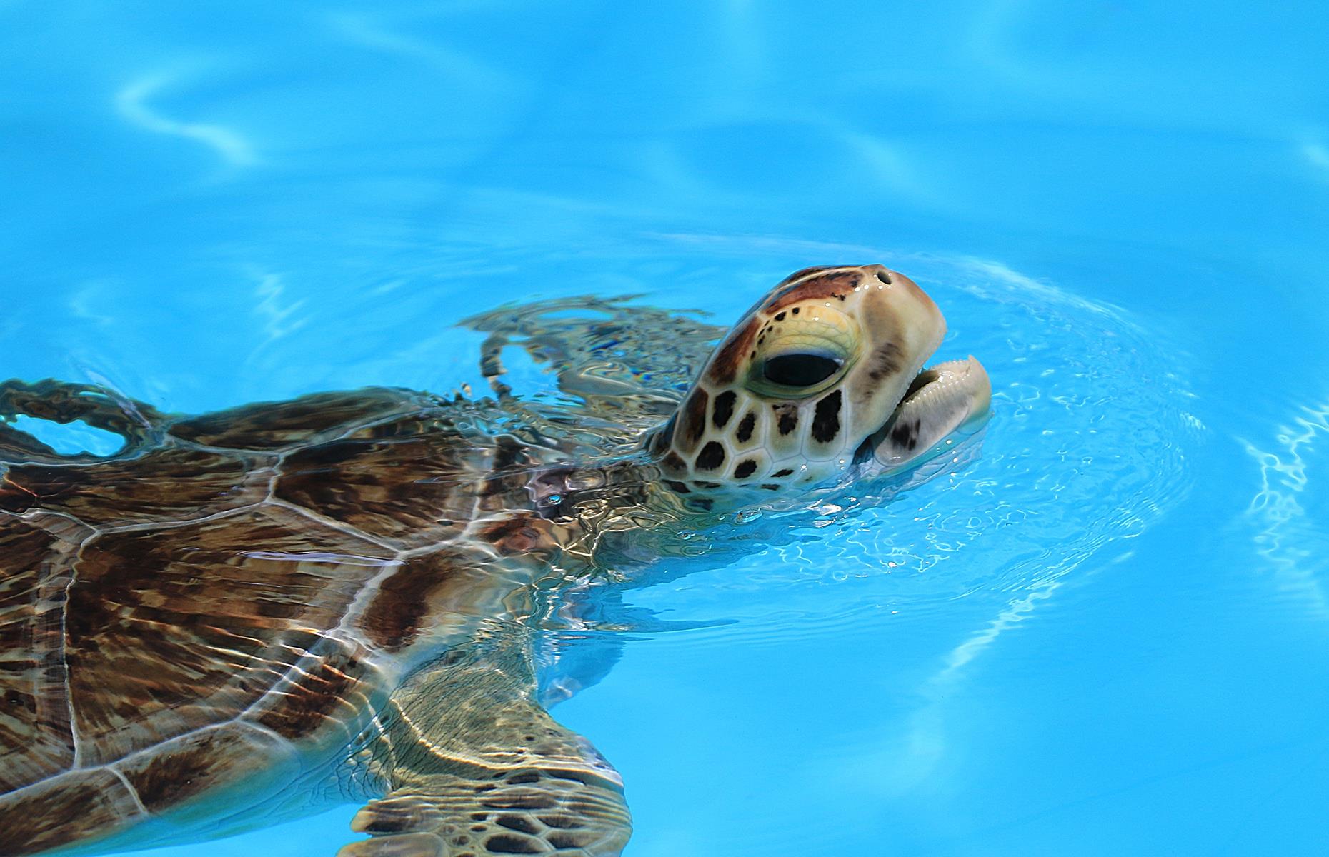 2: Turtle Hospital, Marathon, Florida Keys