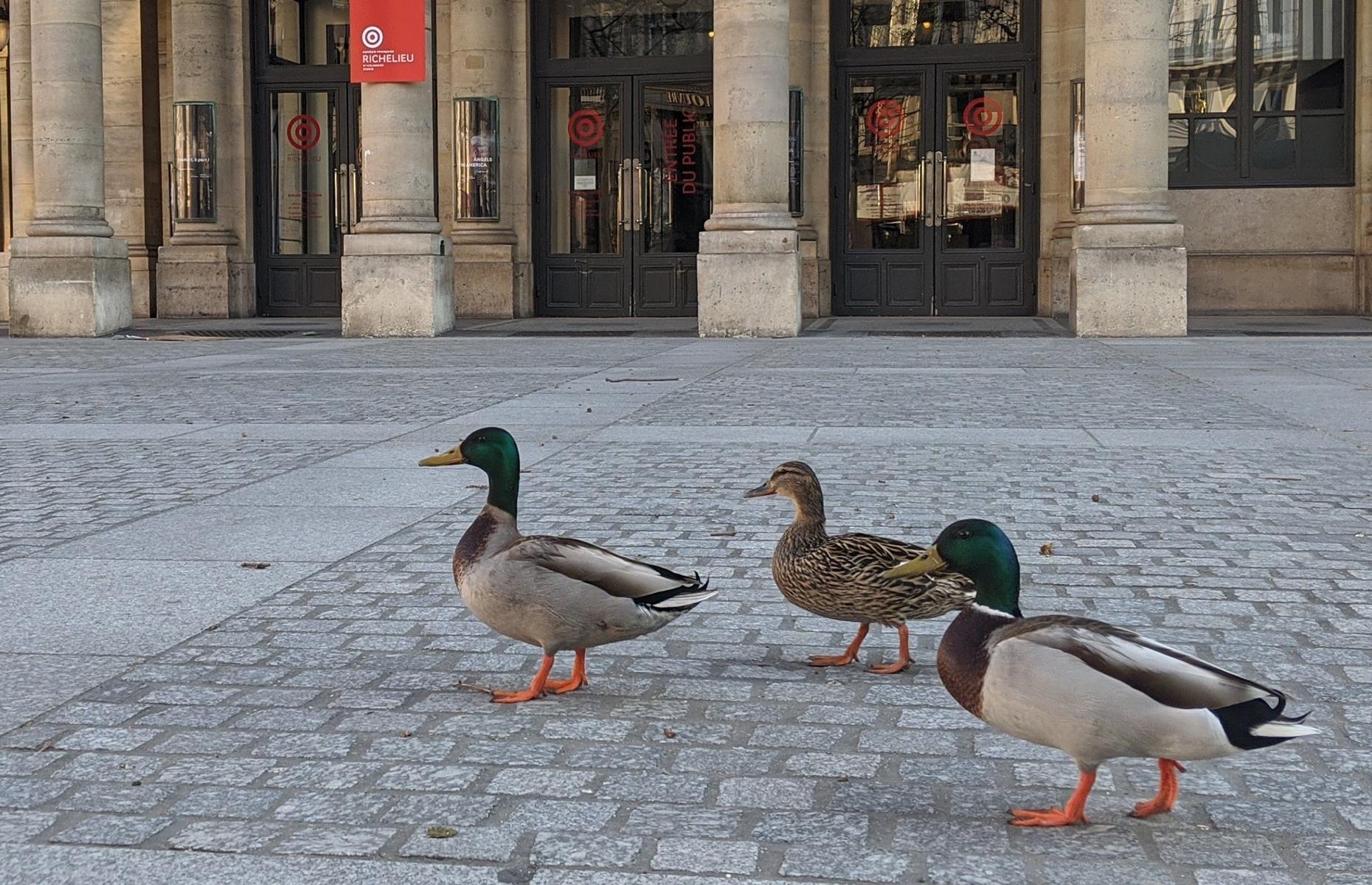 Ducks stroll the streets of Paris, France