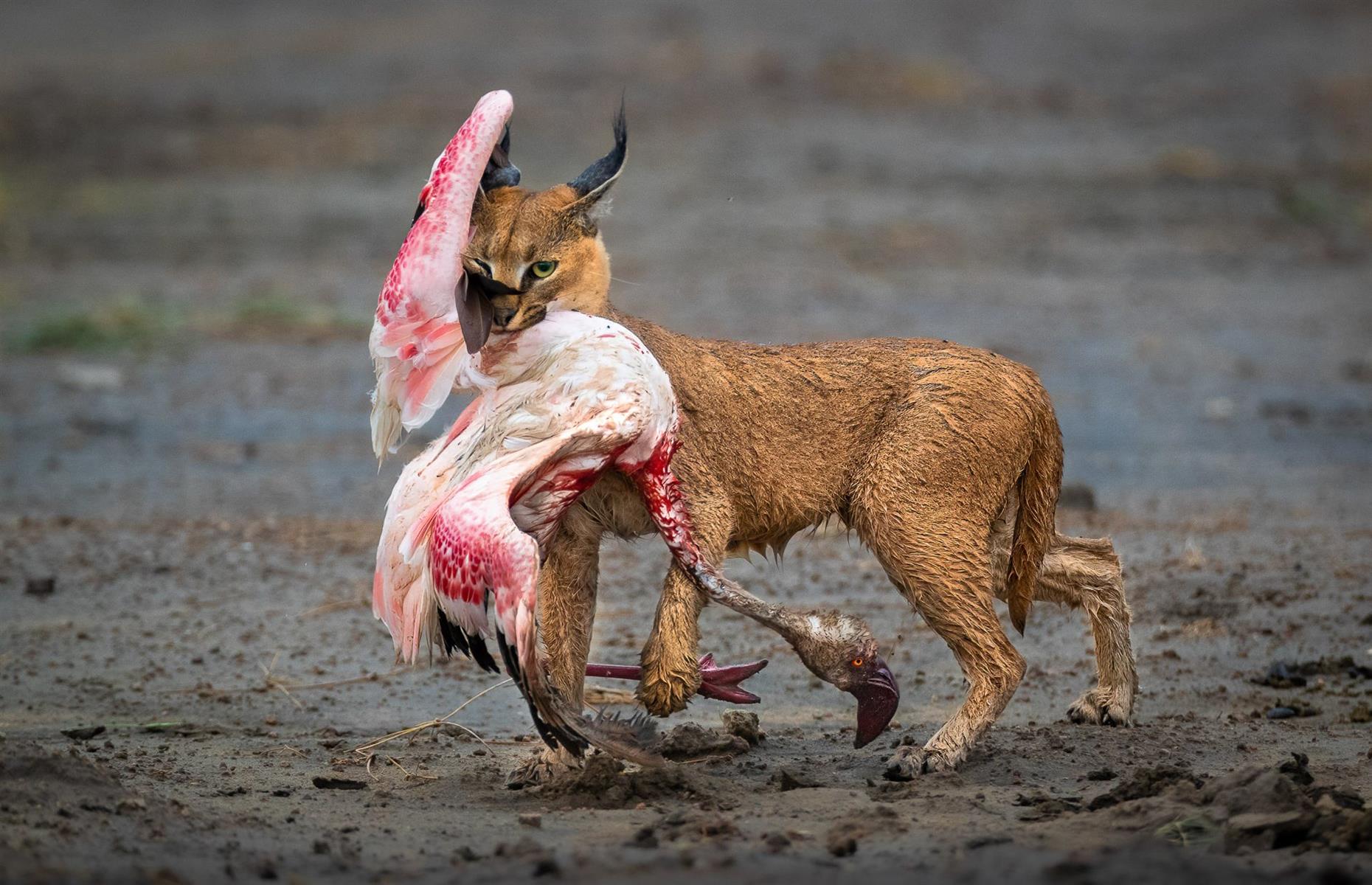 A Cat and Its Prize