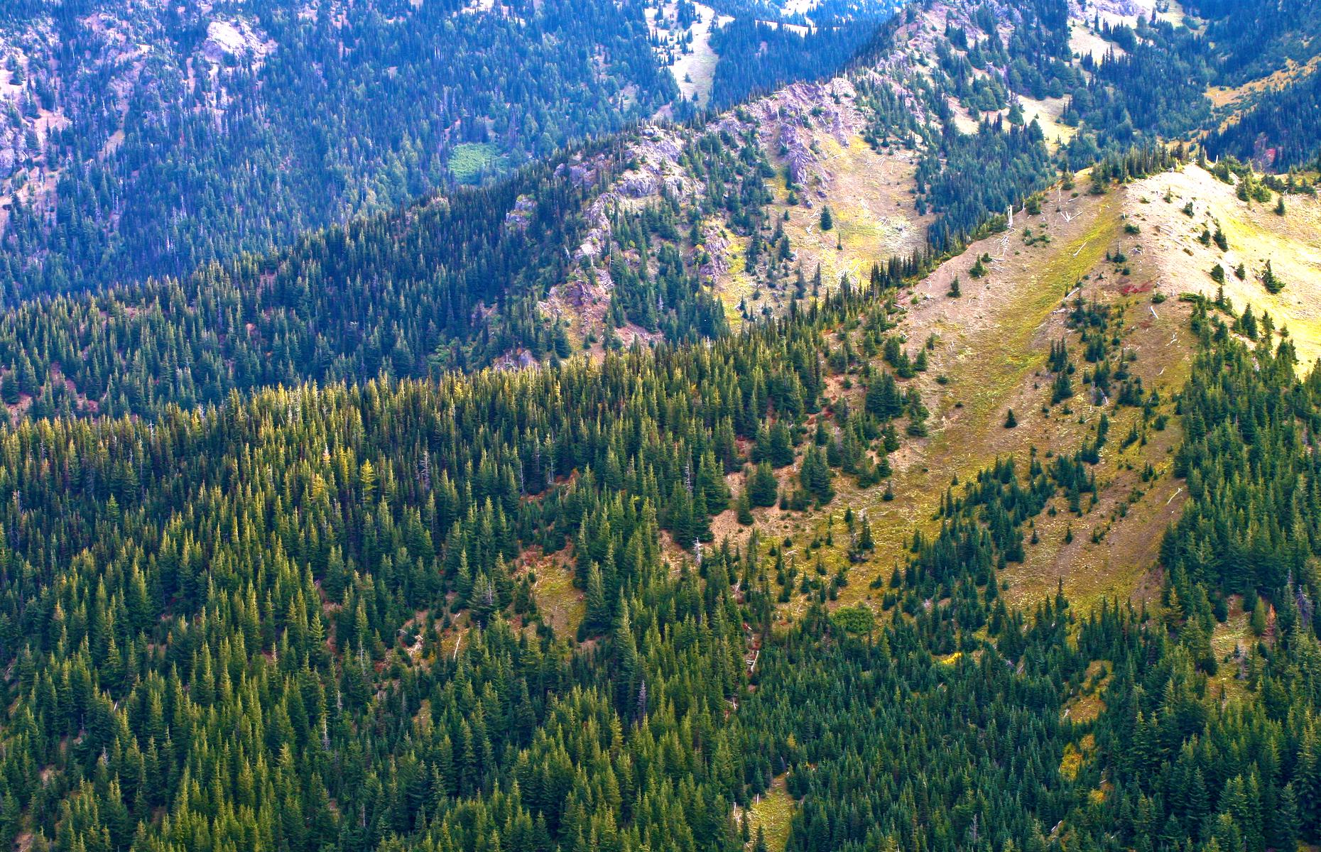 Hurricane Ridge, Olympic National Park, Washington