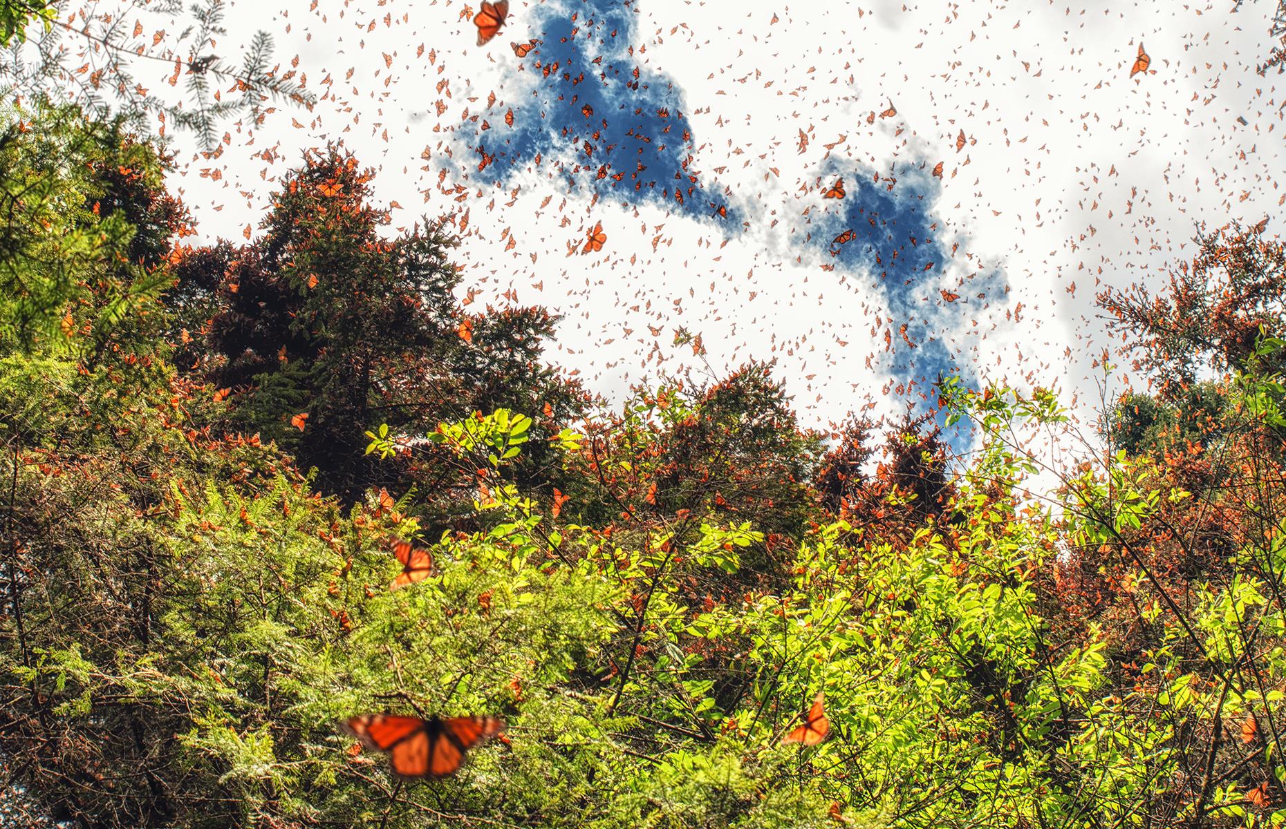 Migration of the monarch butterflies, Mexico