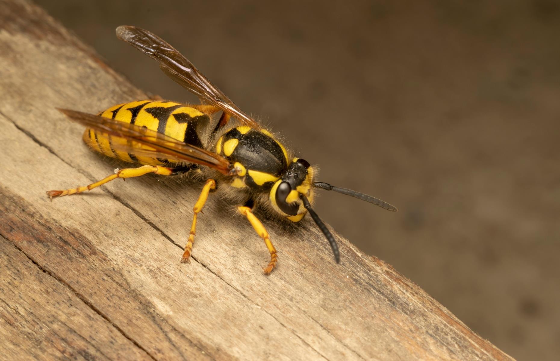 Protected species: wasps