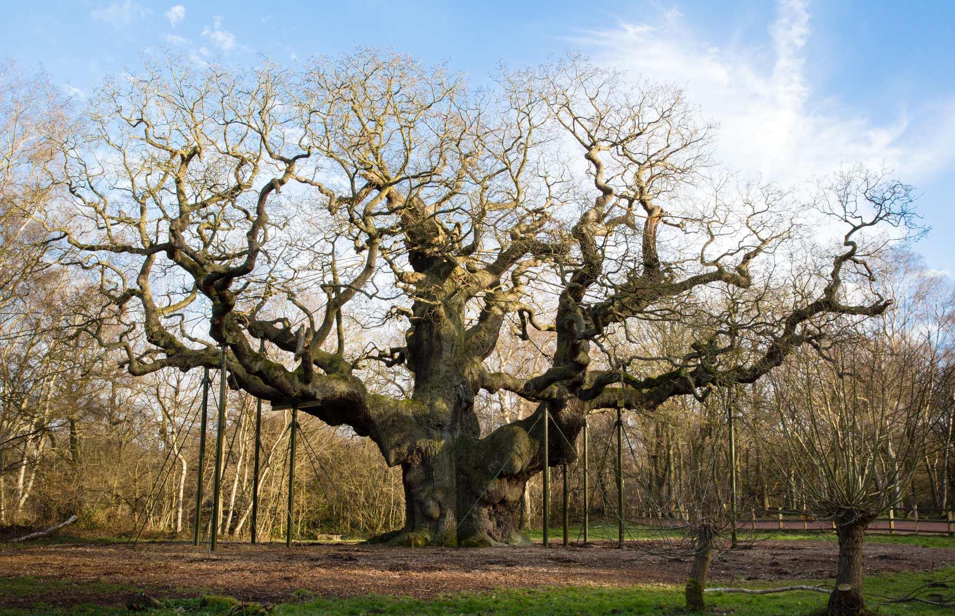 The Major Oak, Nottinghamshire, England