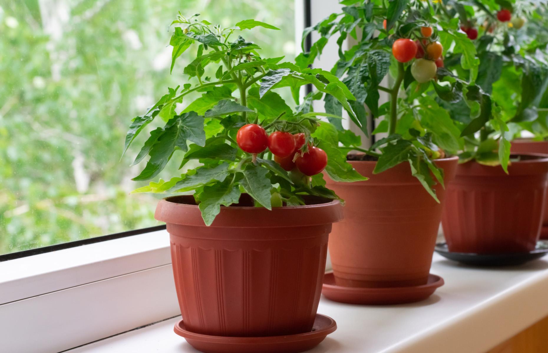 19. Grow your own herbs, tomatoes and chillies