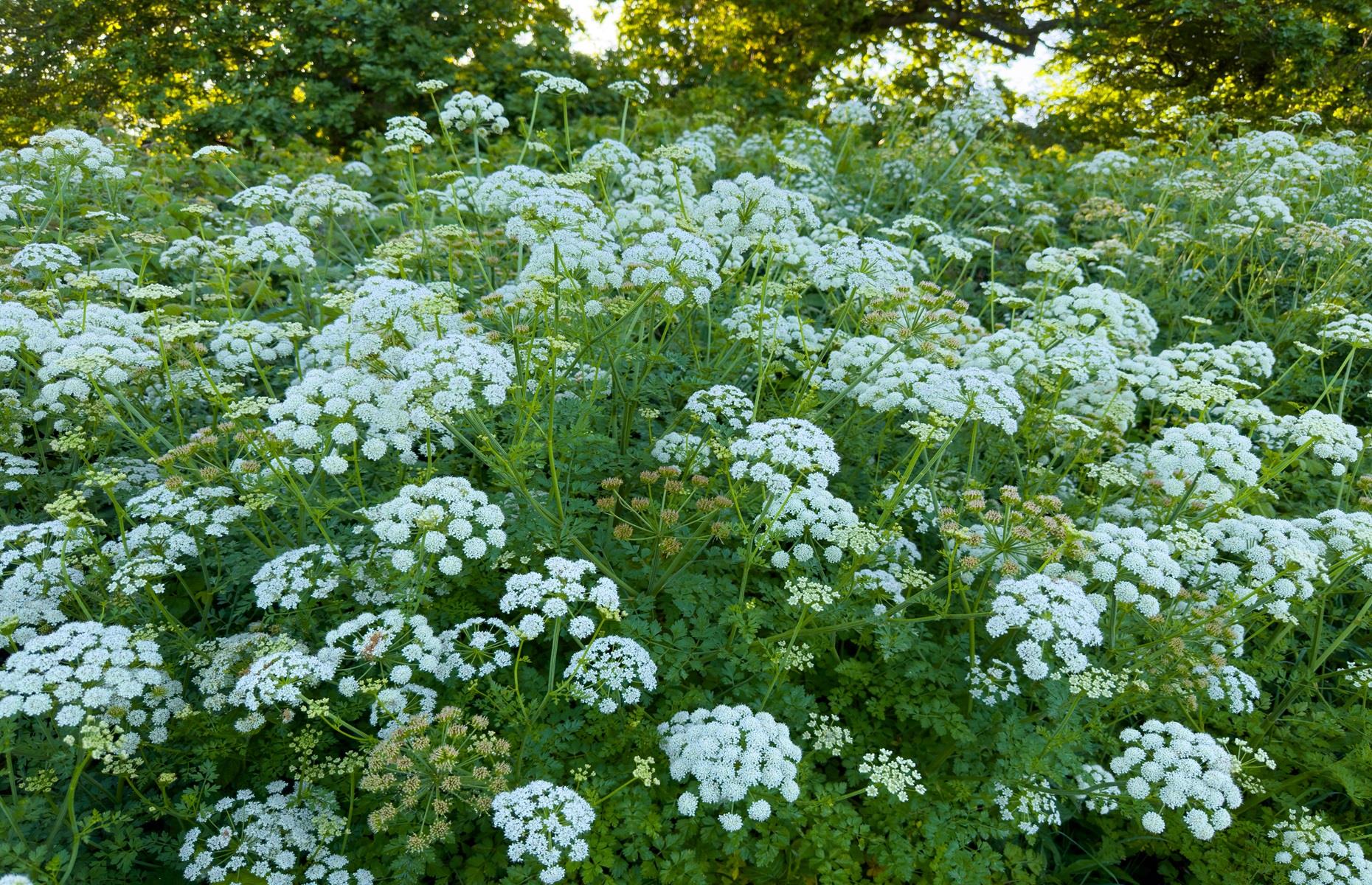 Hemlock water-dropwort (Oenanthe crocata)