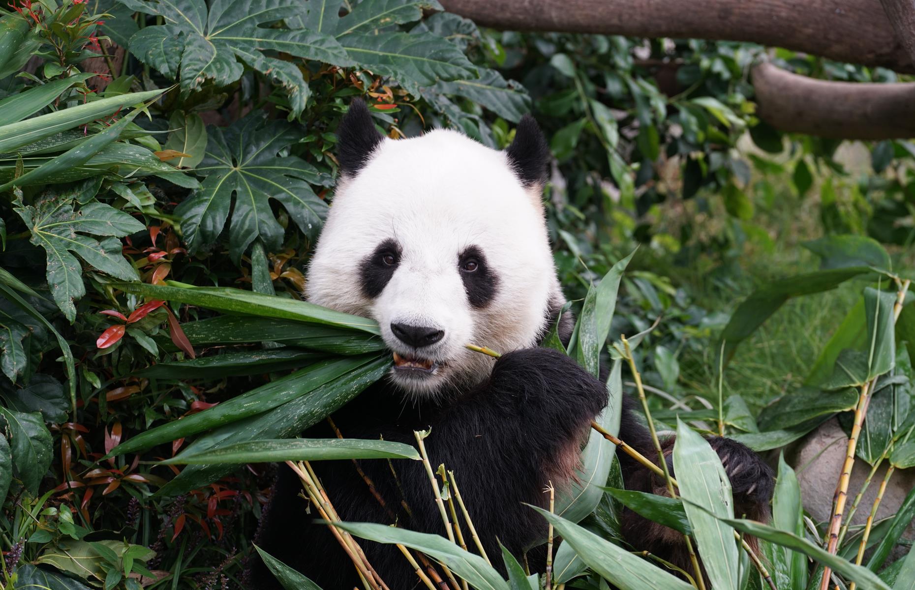 San Diego Zoo, San Diego, California
