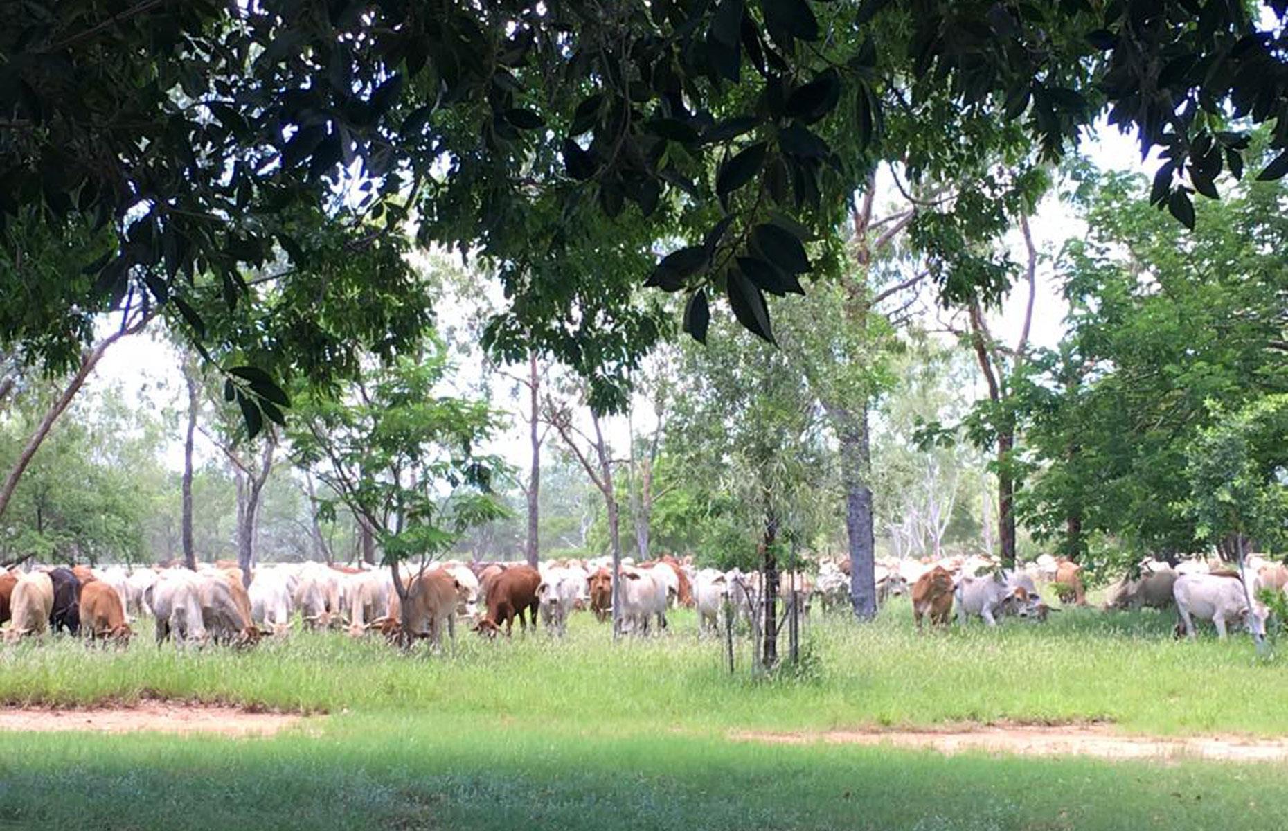 46th. Keats family: 125,000 hectares