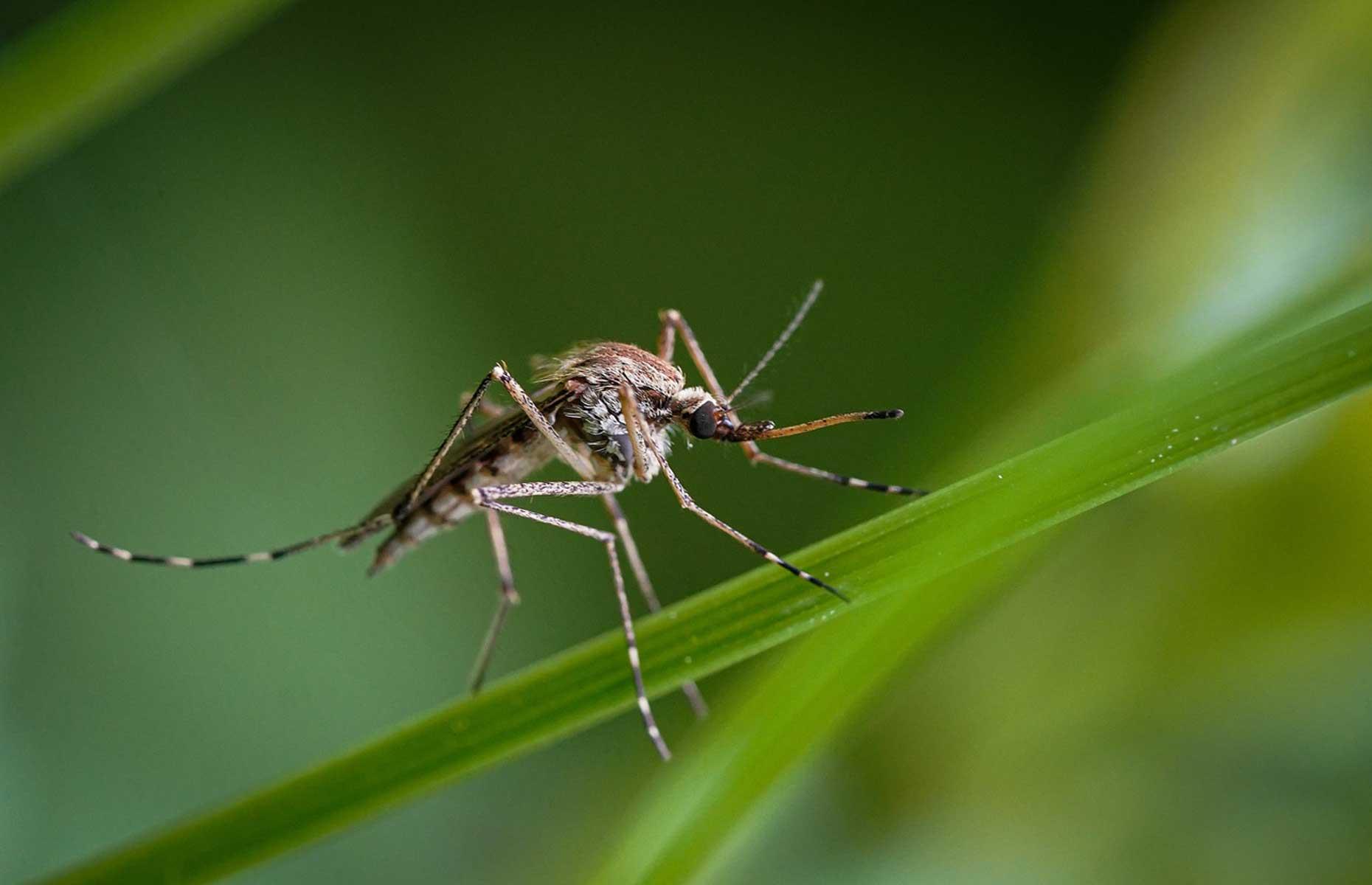Summer pest: mosquitos