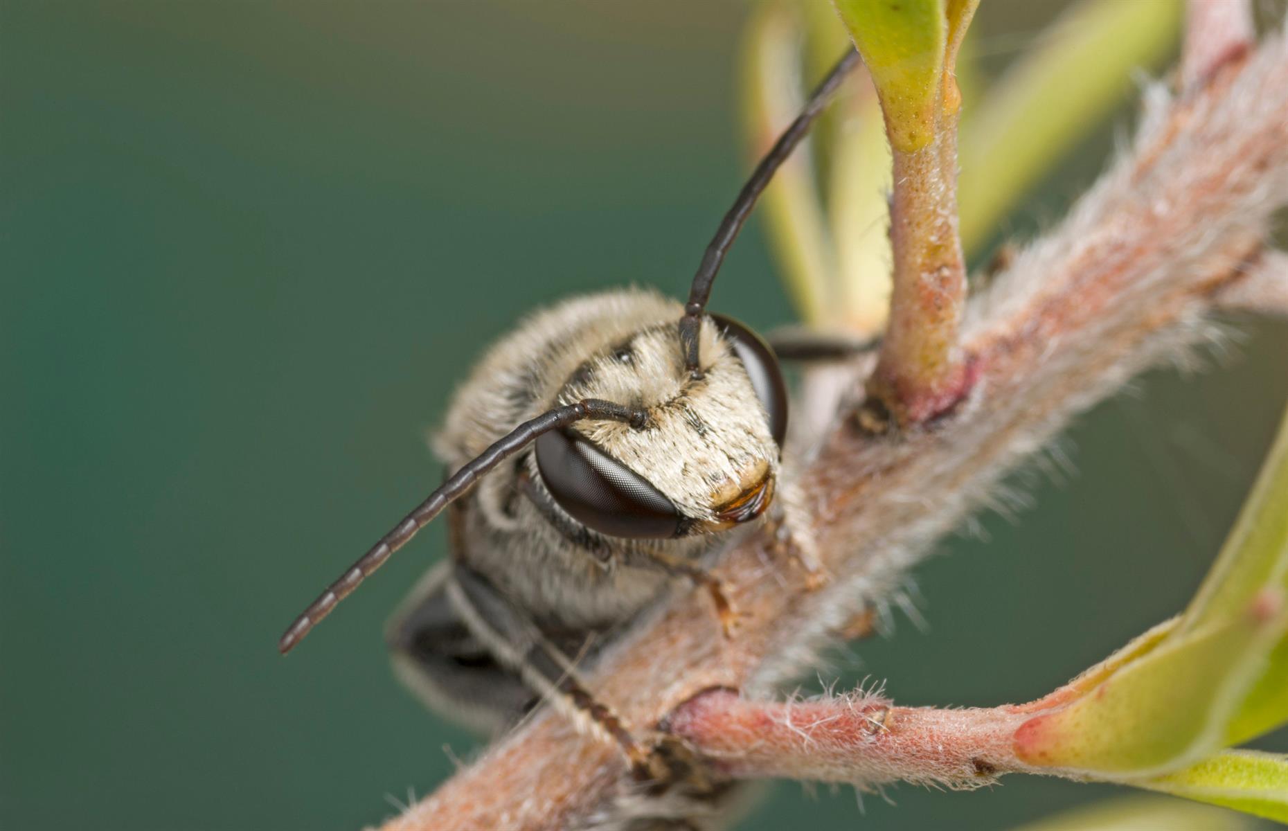 Bees get drunk and act as bouncers