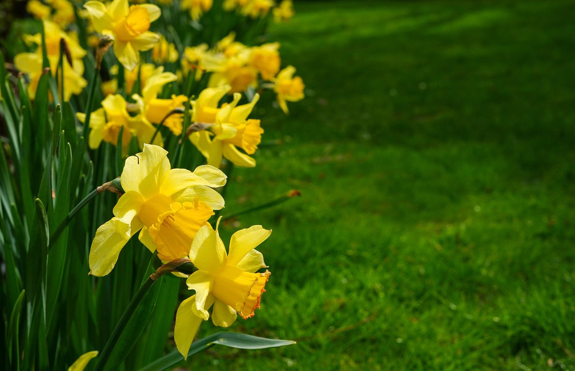 Daffodil (Narcissus pseudonarcissus)