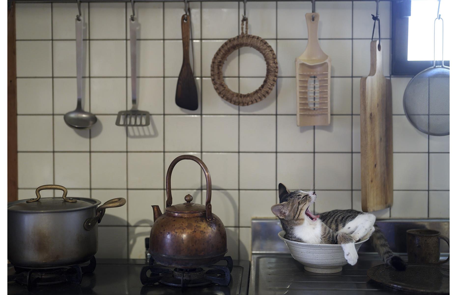 Kitty in the kitchen