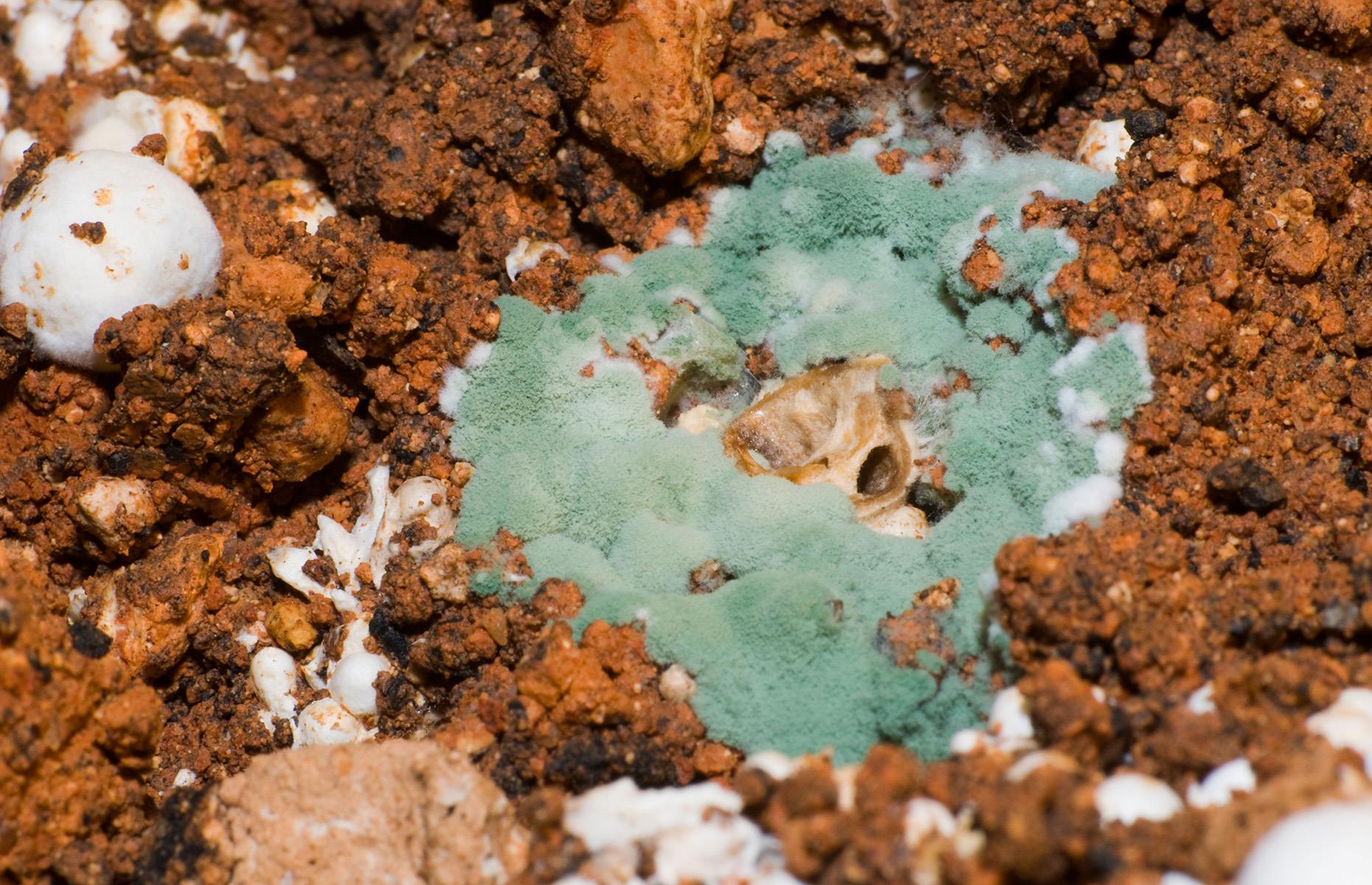 Trichoderma
