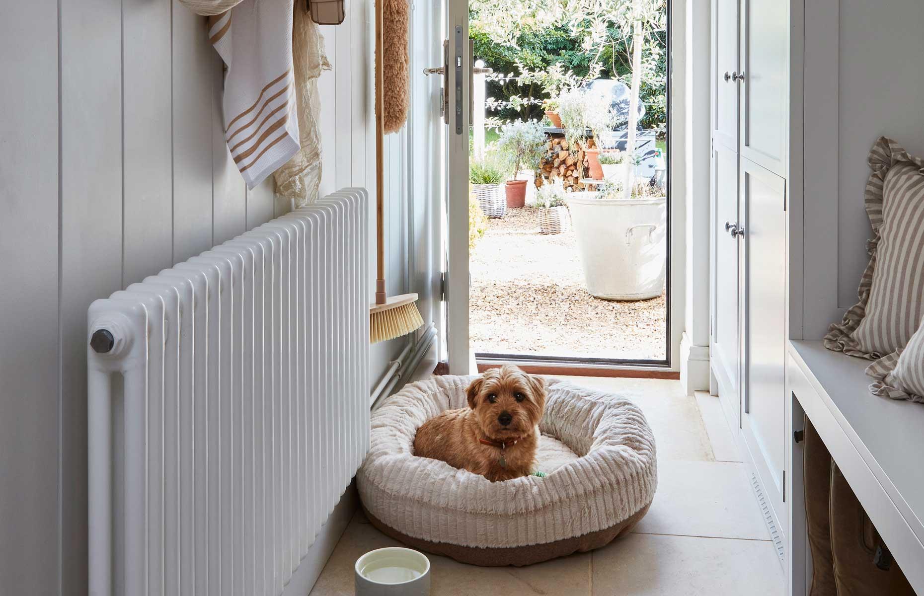 Clean pet supplies regularly