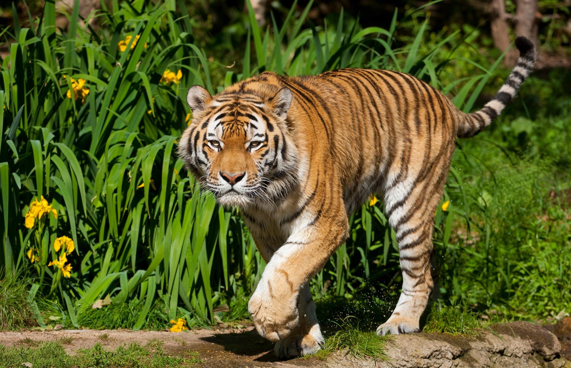 Tiger skin is stripy too