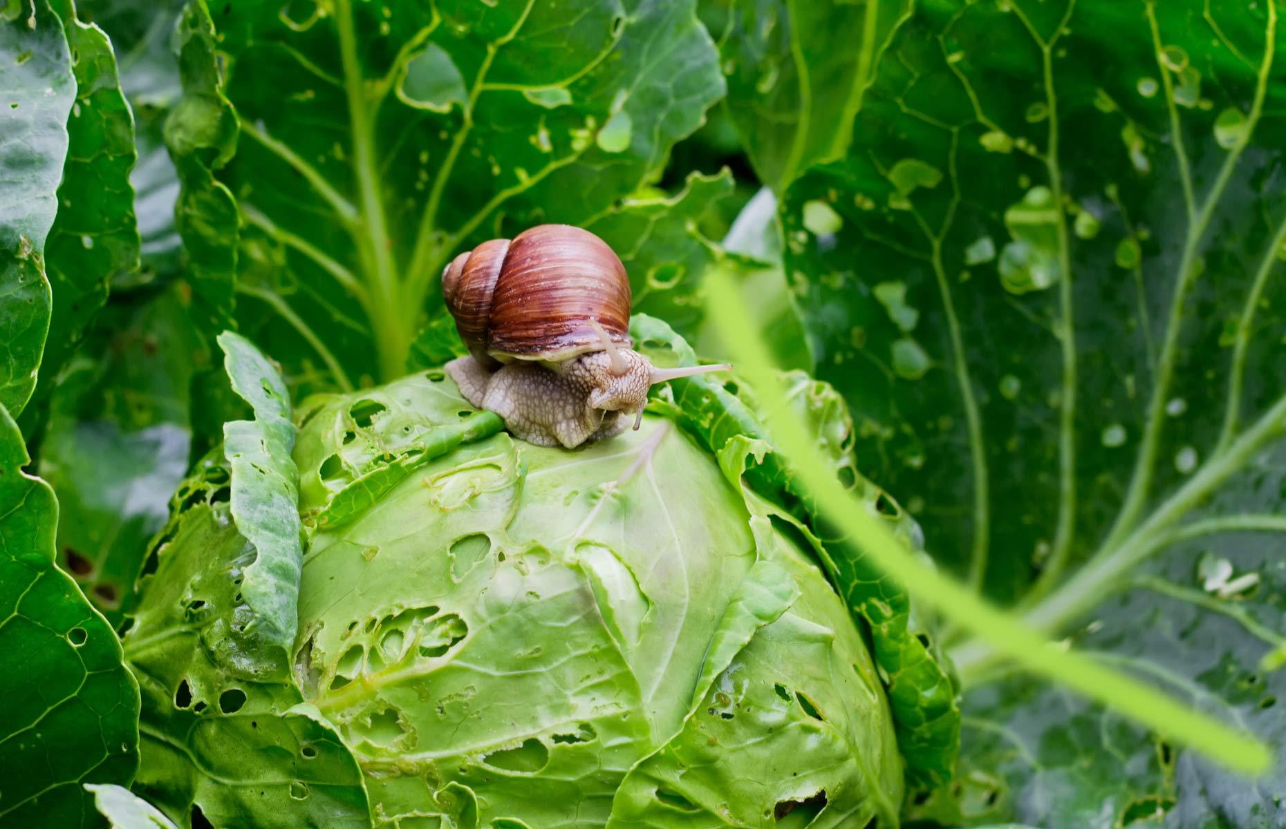 Garden pest: slugs and snails