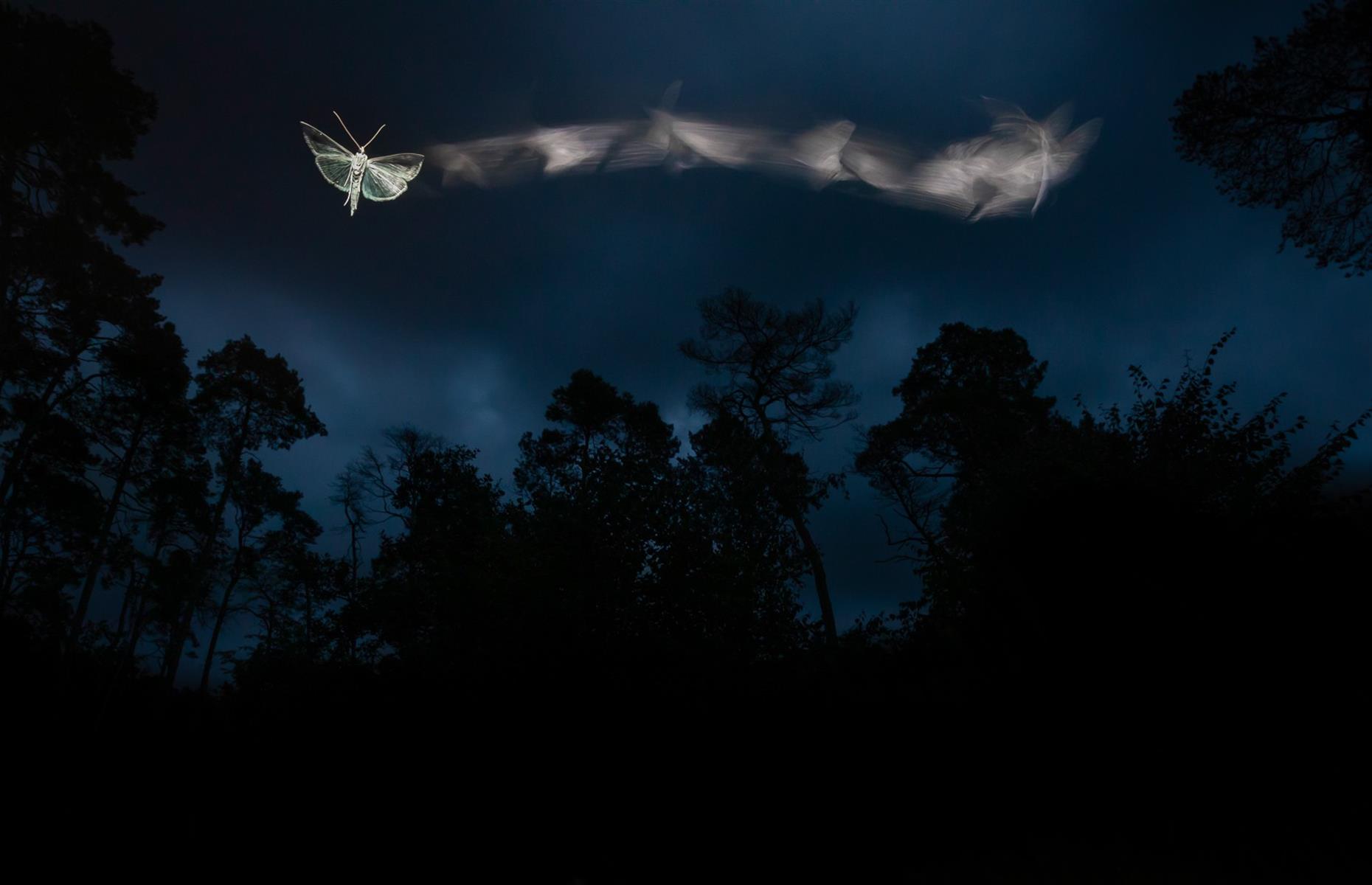 The Journey of a Moth