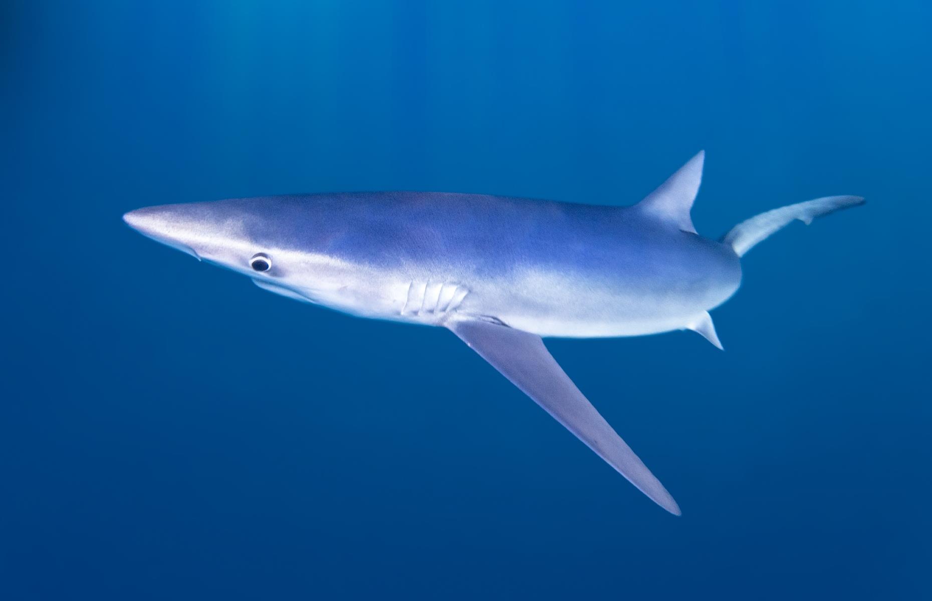 13. Blue shark