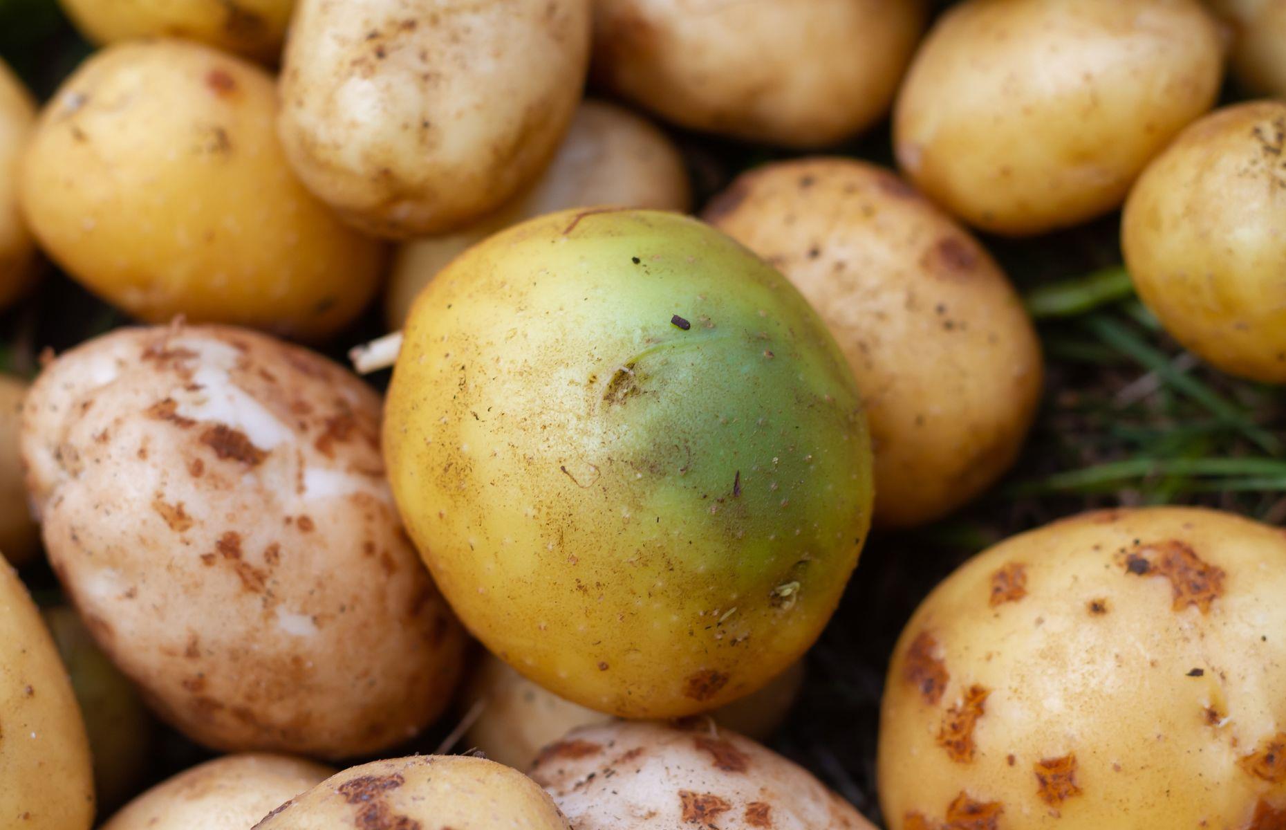 15. Avoid potatoes with green spots  