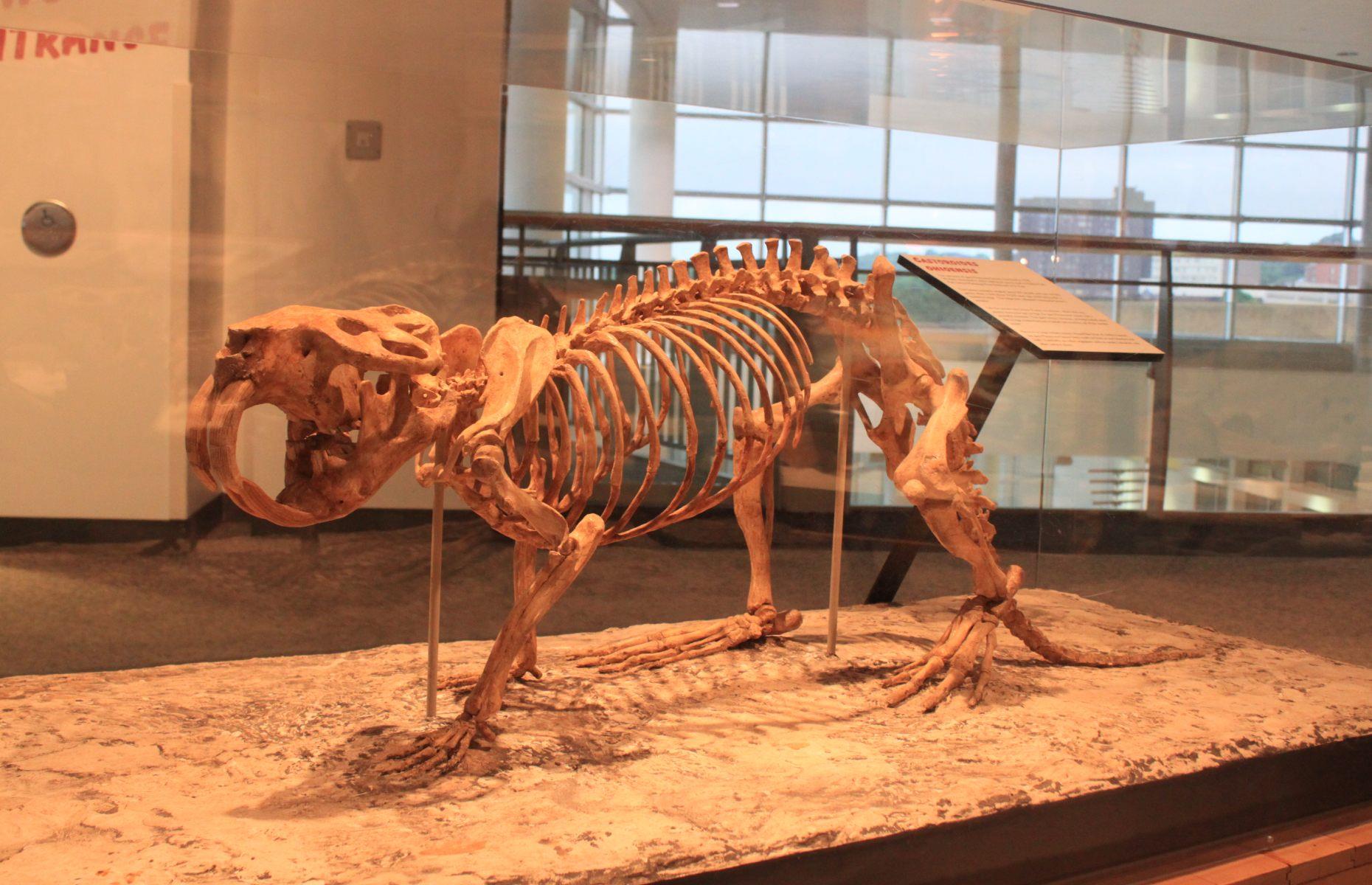 Giant beaver