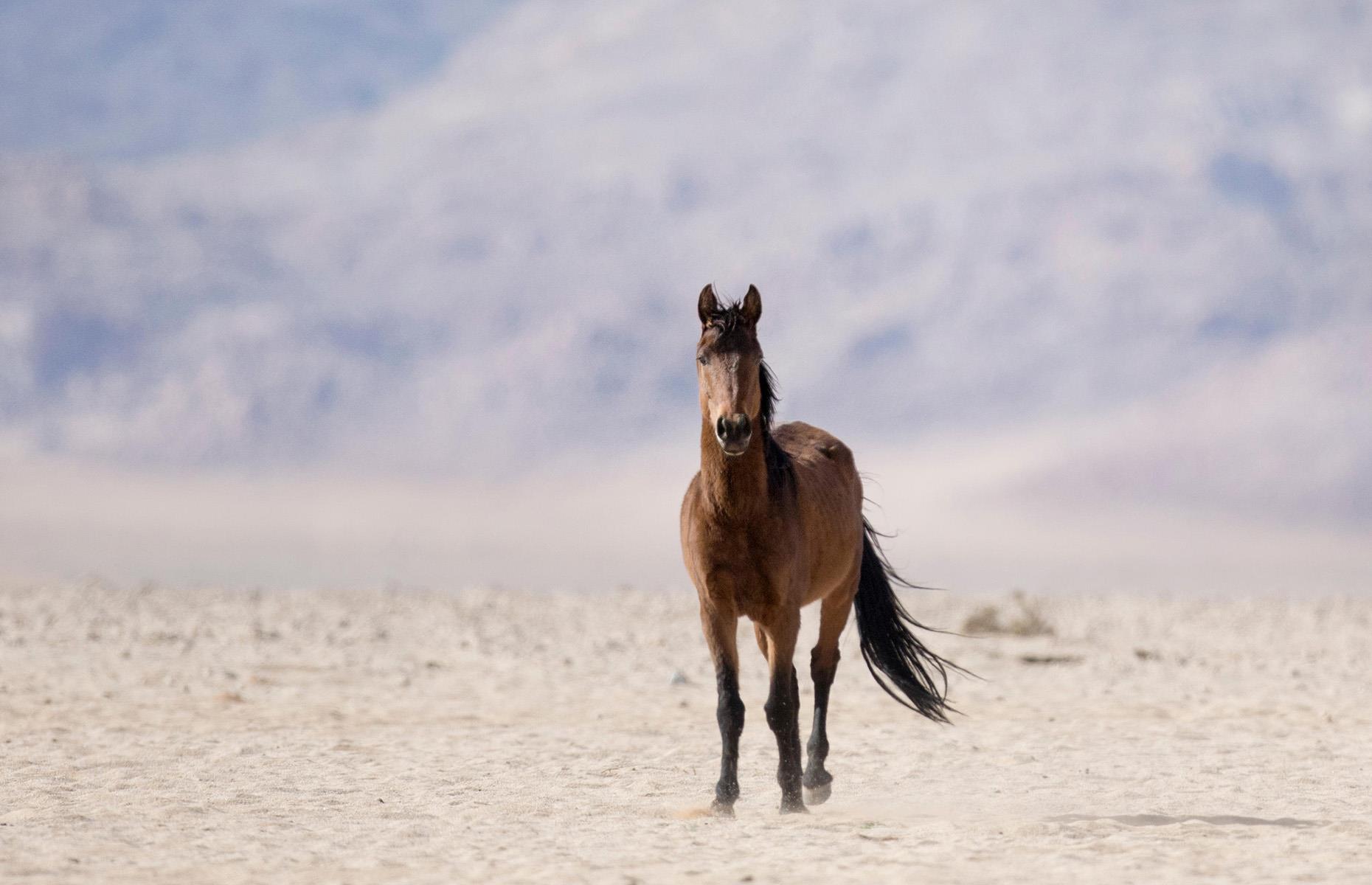 Desert life