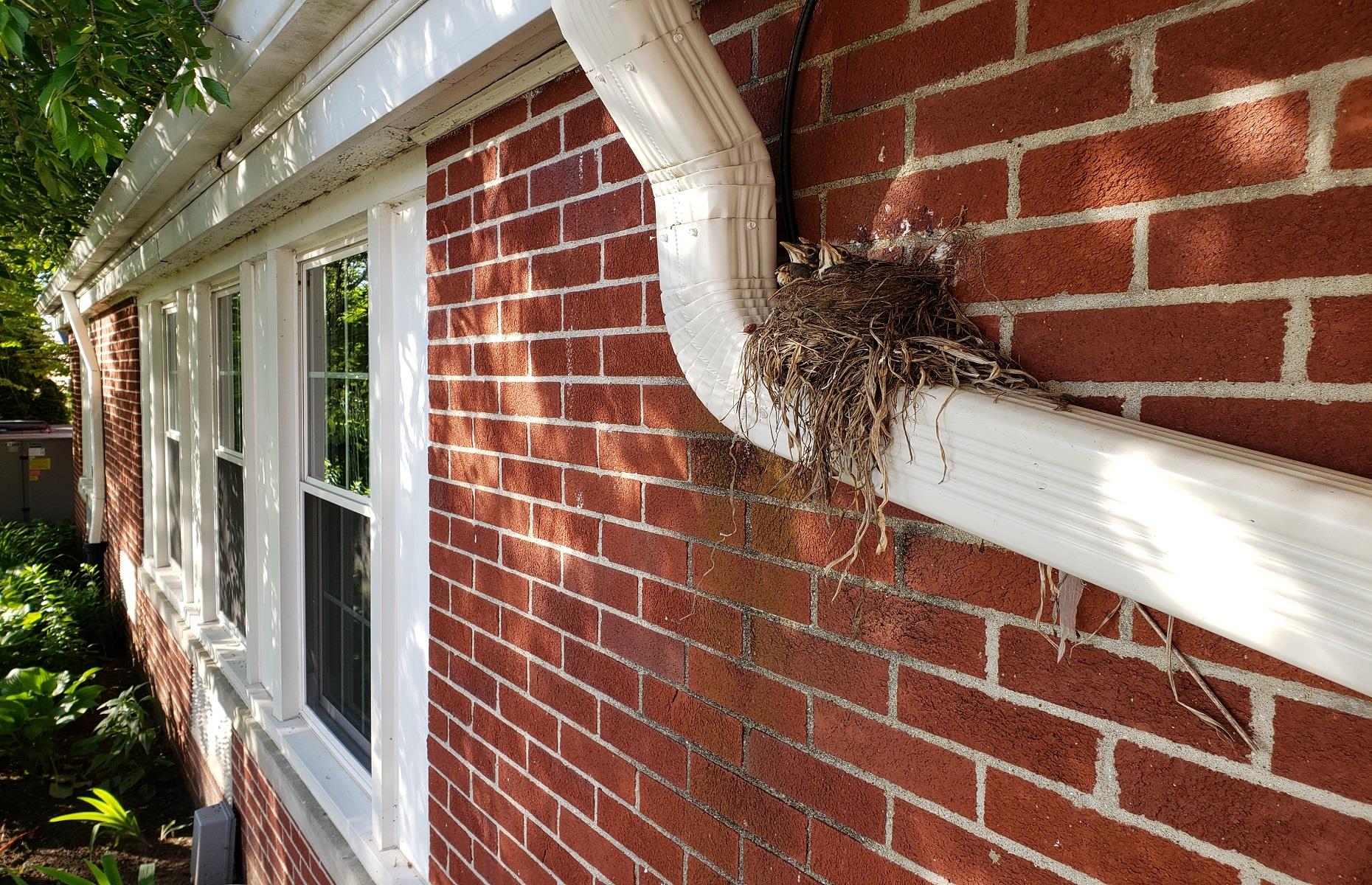 How to keep out birds