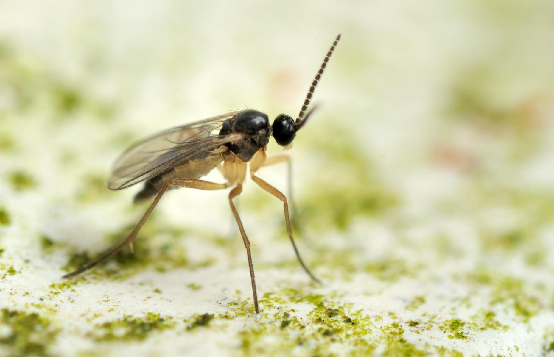 Household pest: fungus gnats
