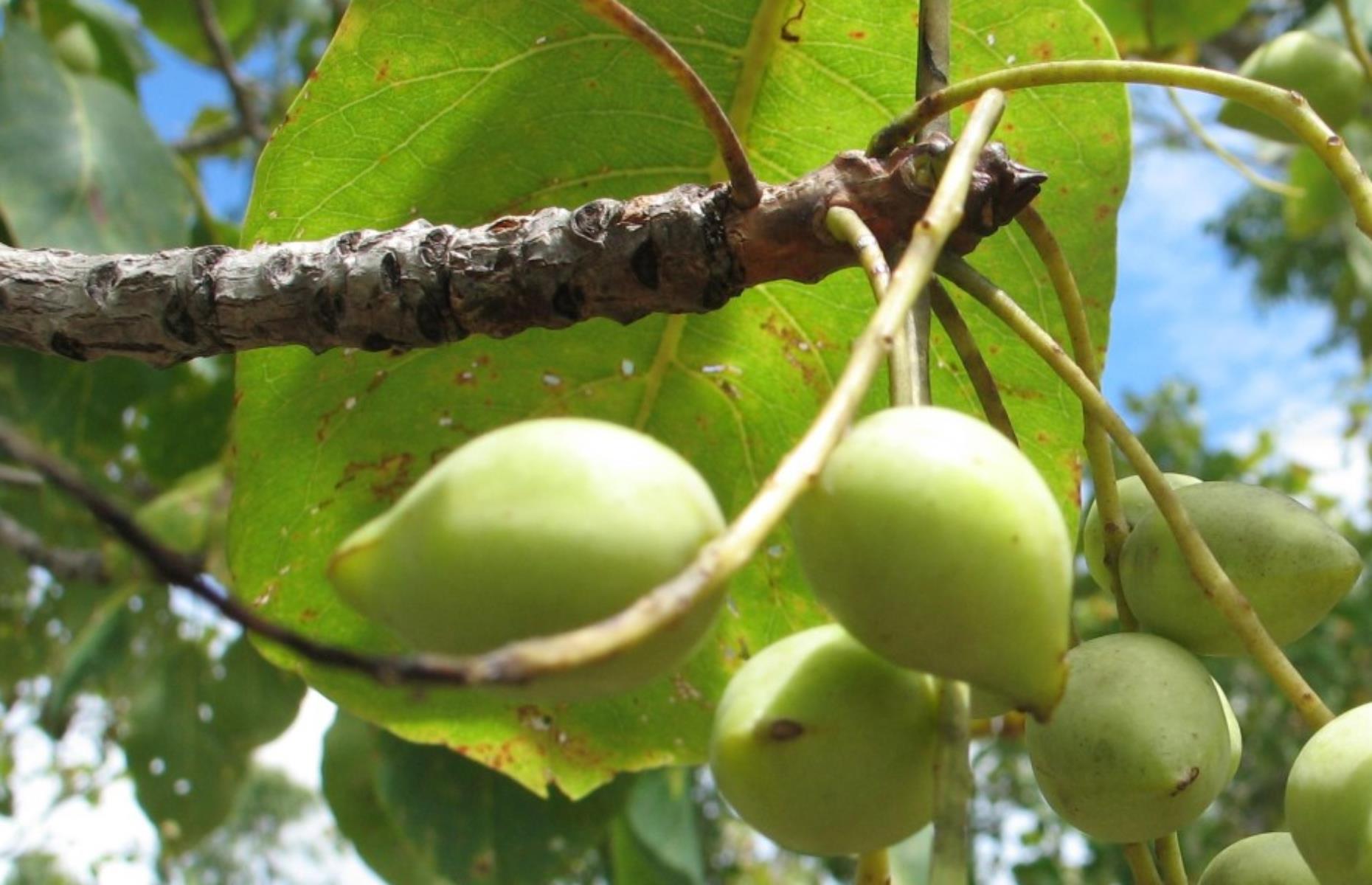 Kakadu plum