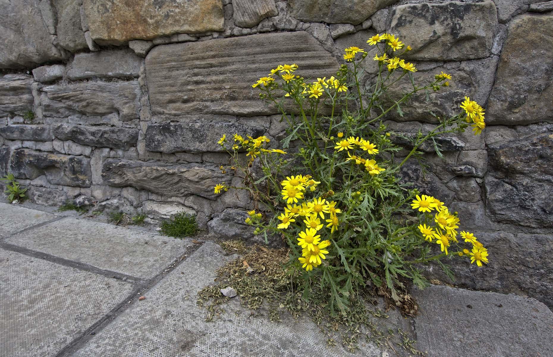 Common ragwort (Jacobaea vulgaris)