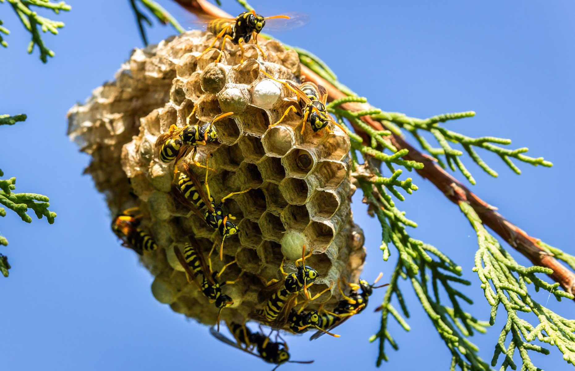 Summer pest: wasps
