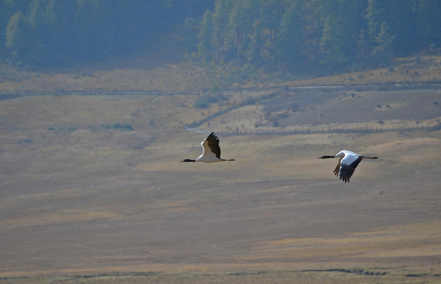 Birdwatch for black-necked cranes in Bhutan