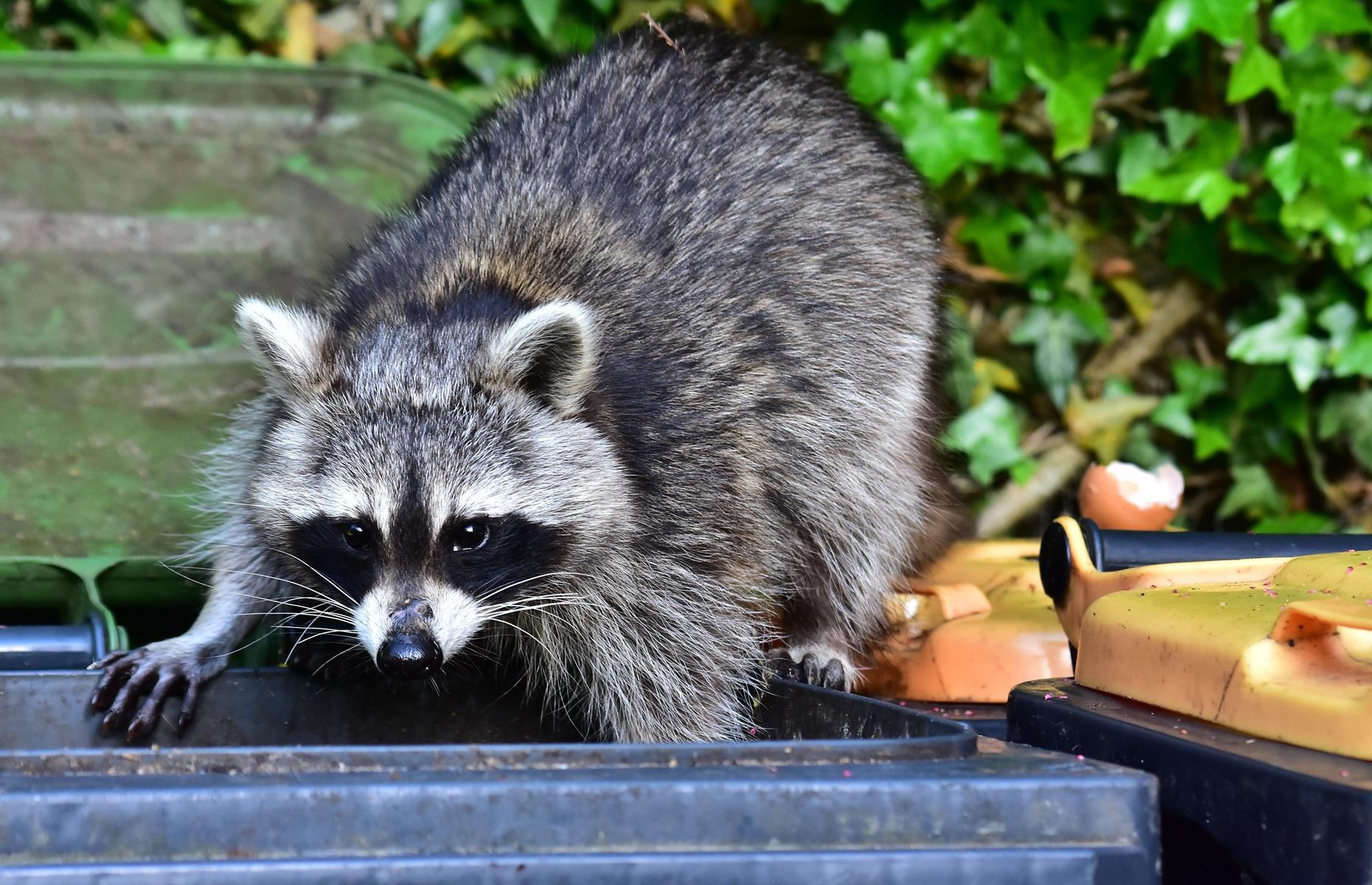 How to get rid of raccoons legally
