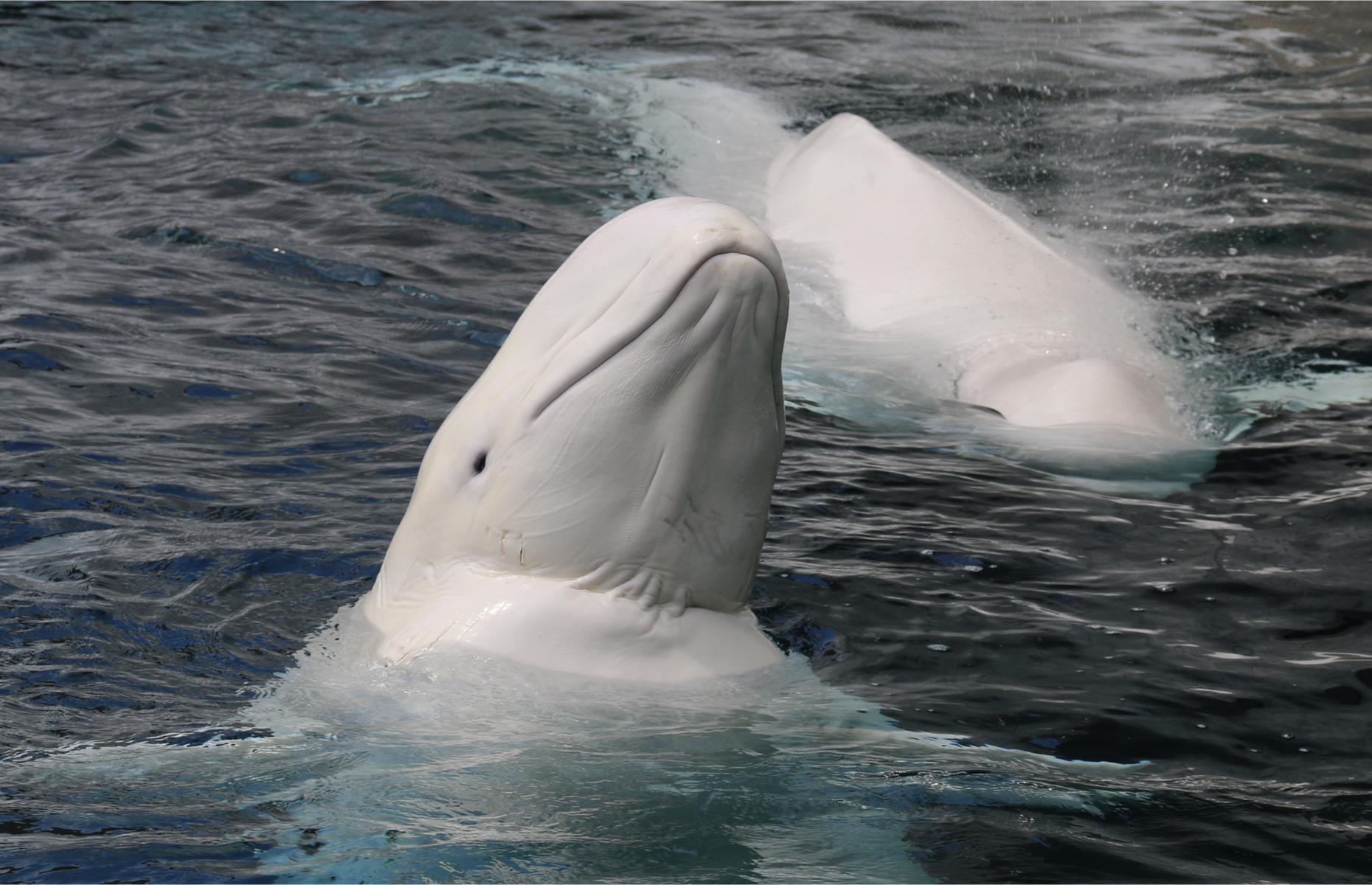 Observe beluga whales in Arctic Canada