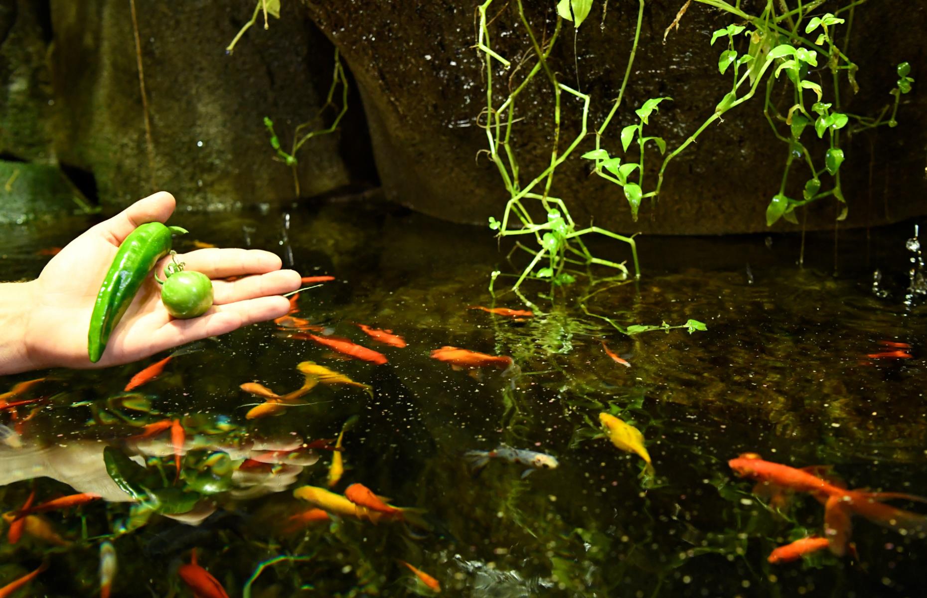 Aquarium of Paris Vegetable Garden, Paris, France