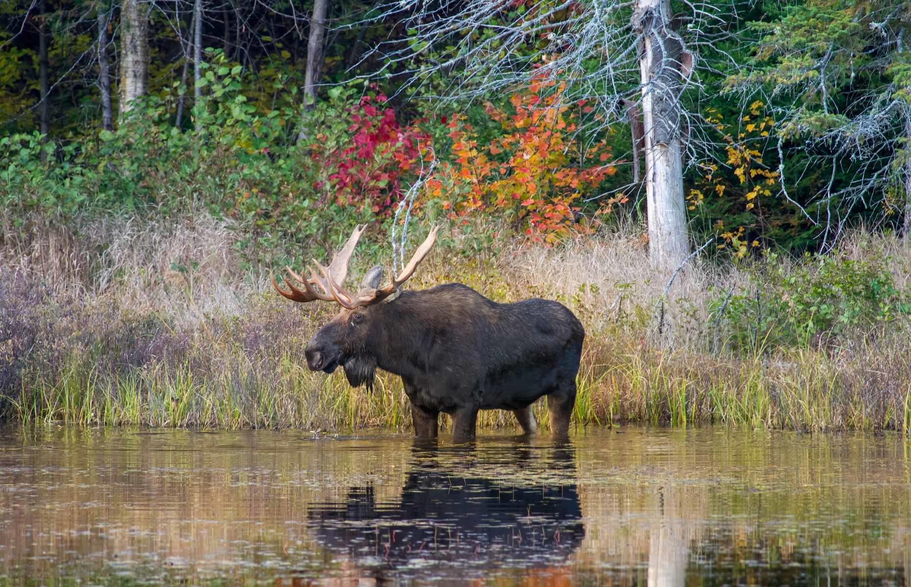 Mooch for moose, Algonquin Provincial Park, Ontario