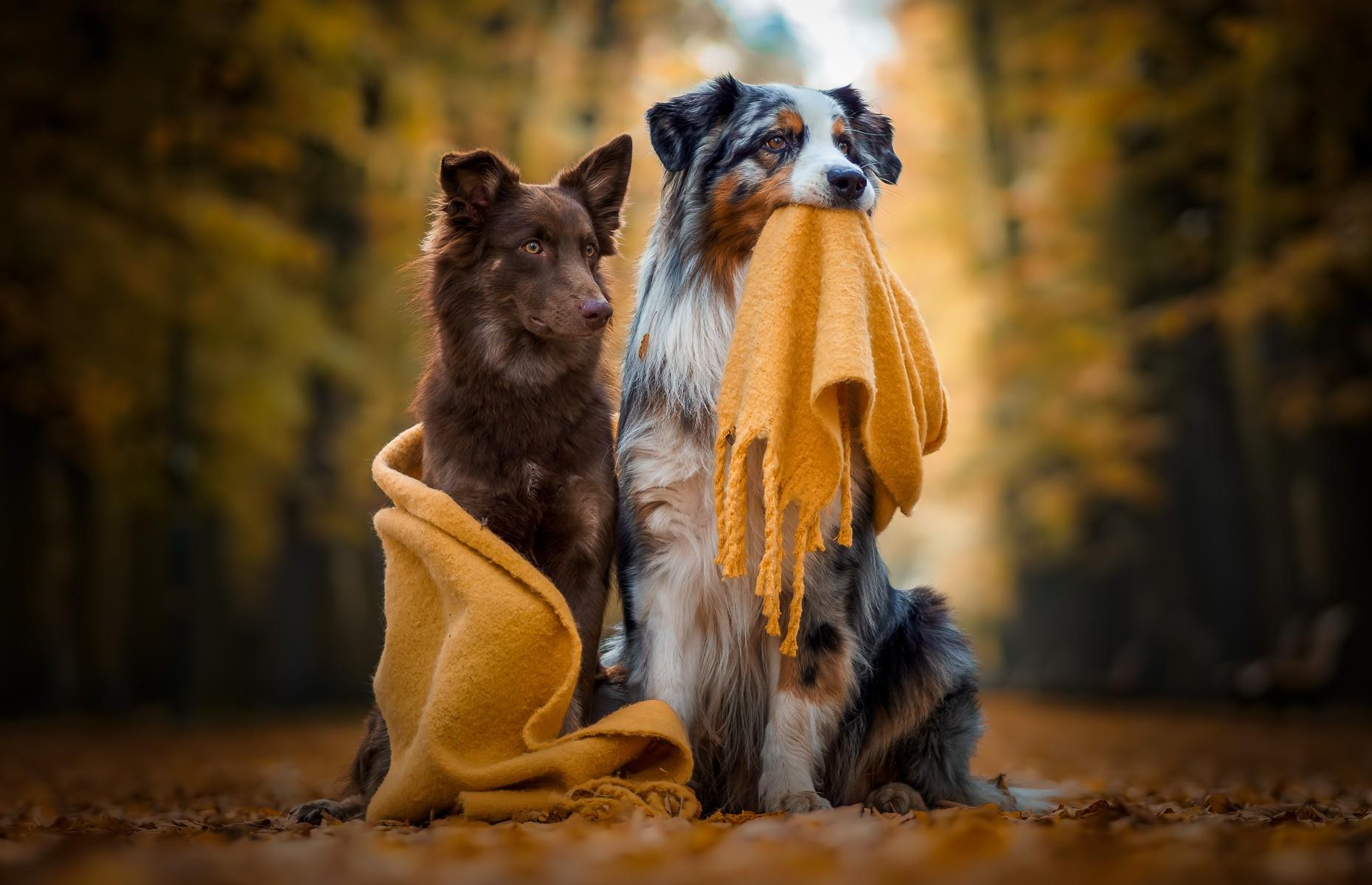 Two dogs looking cosy together 