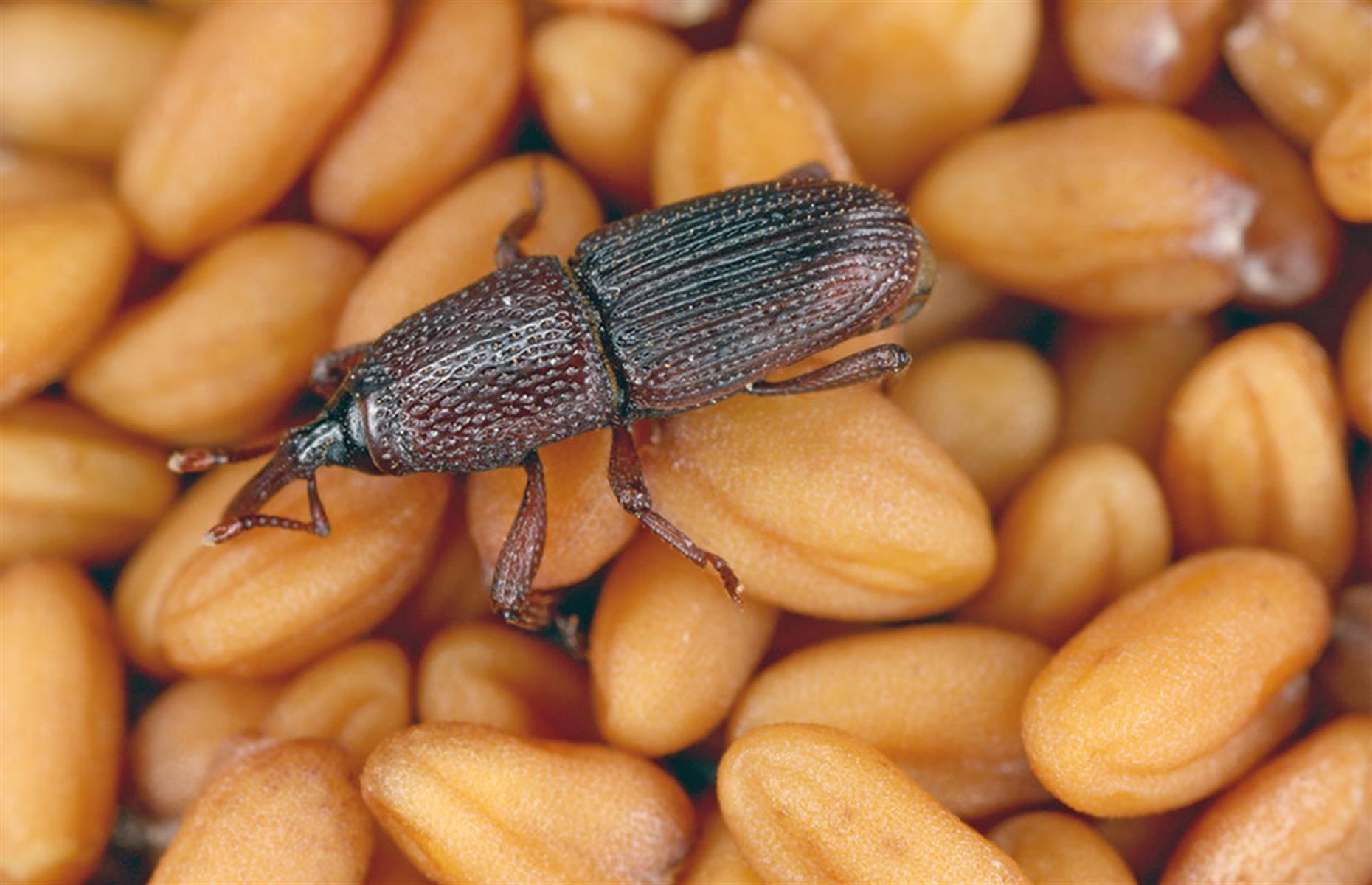 Household pests: weevils