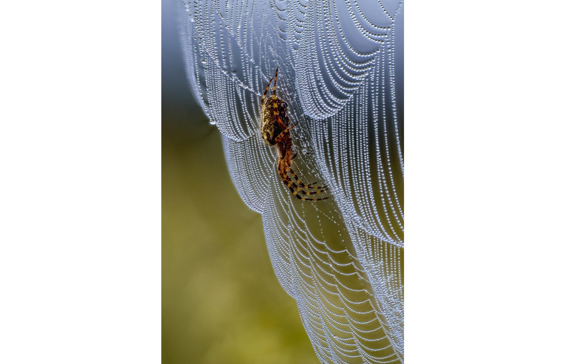 A stunning spider web