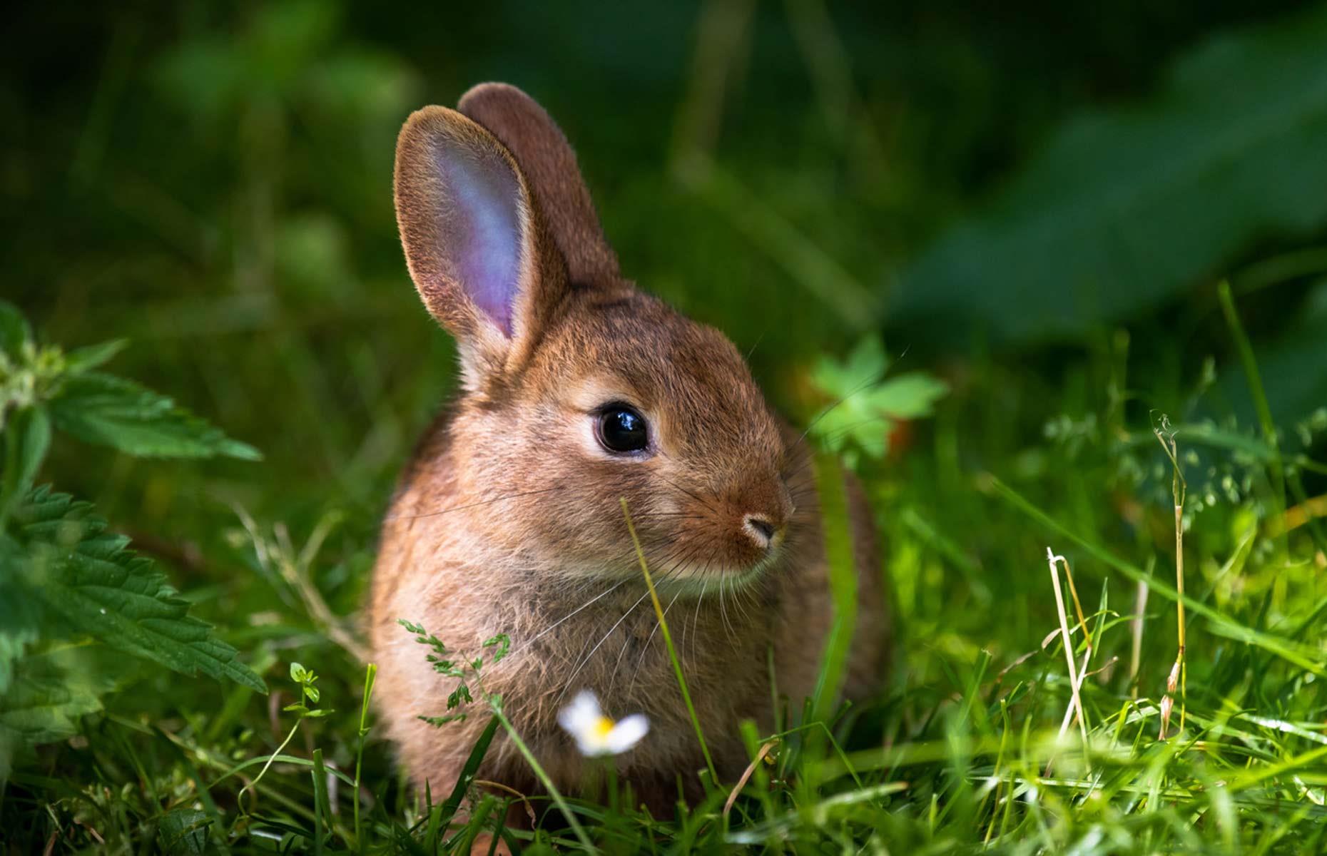 Repel rabbits with urine