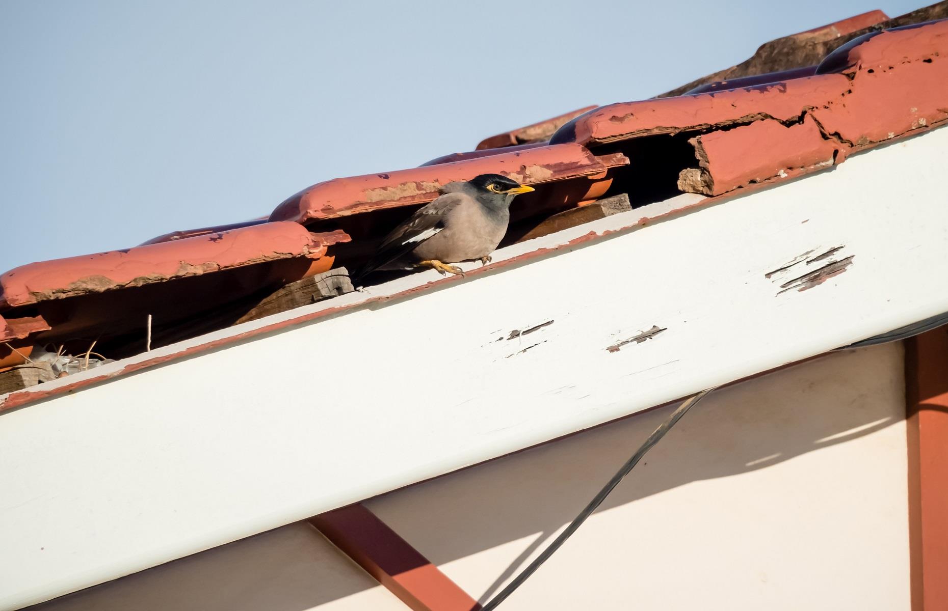 Household pest: birds