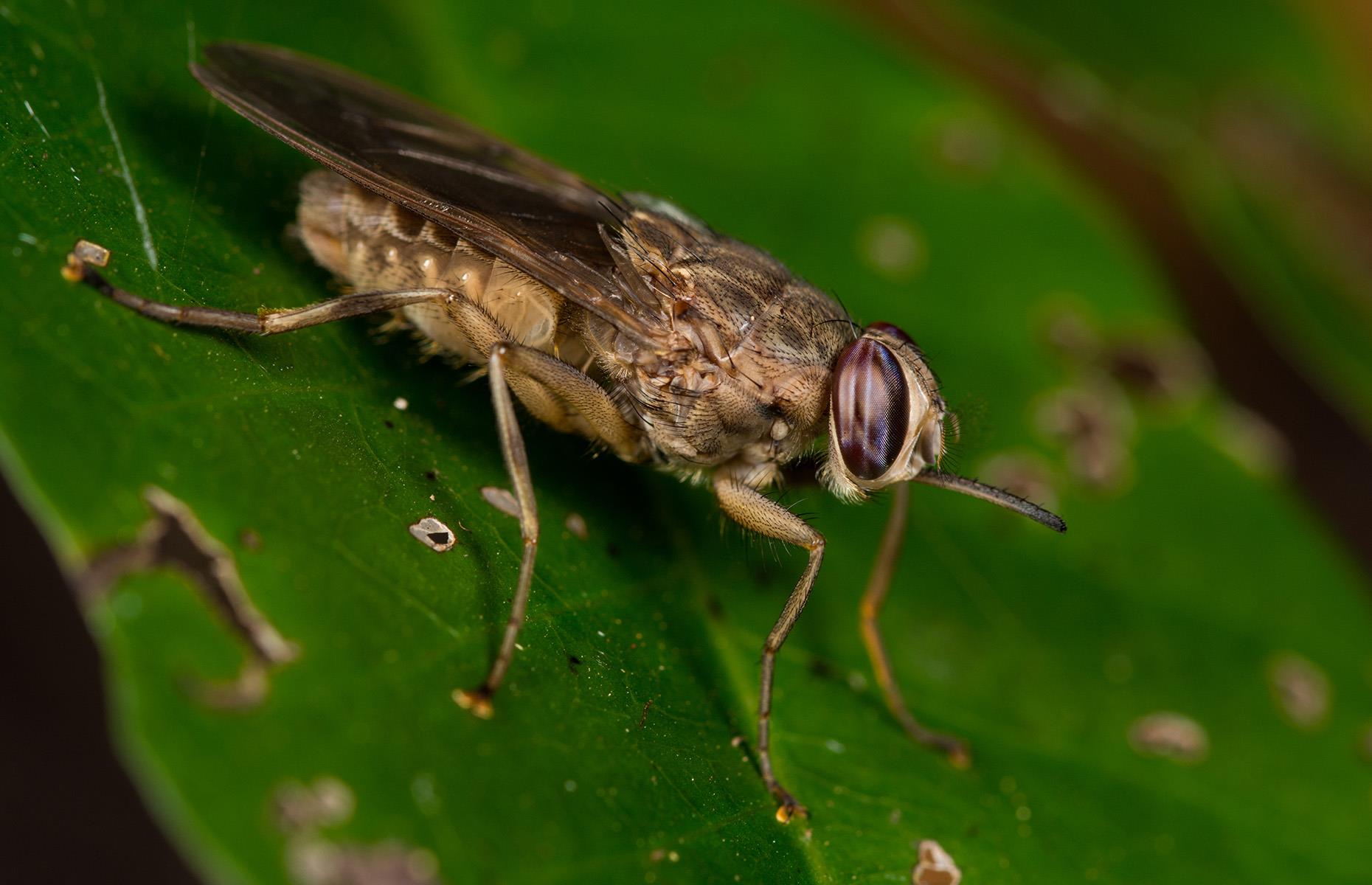 Tsetse fly