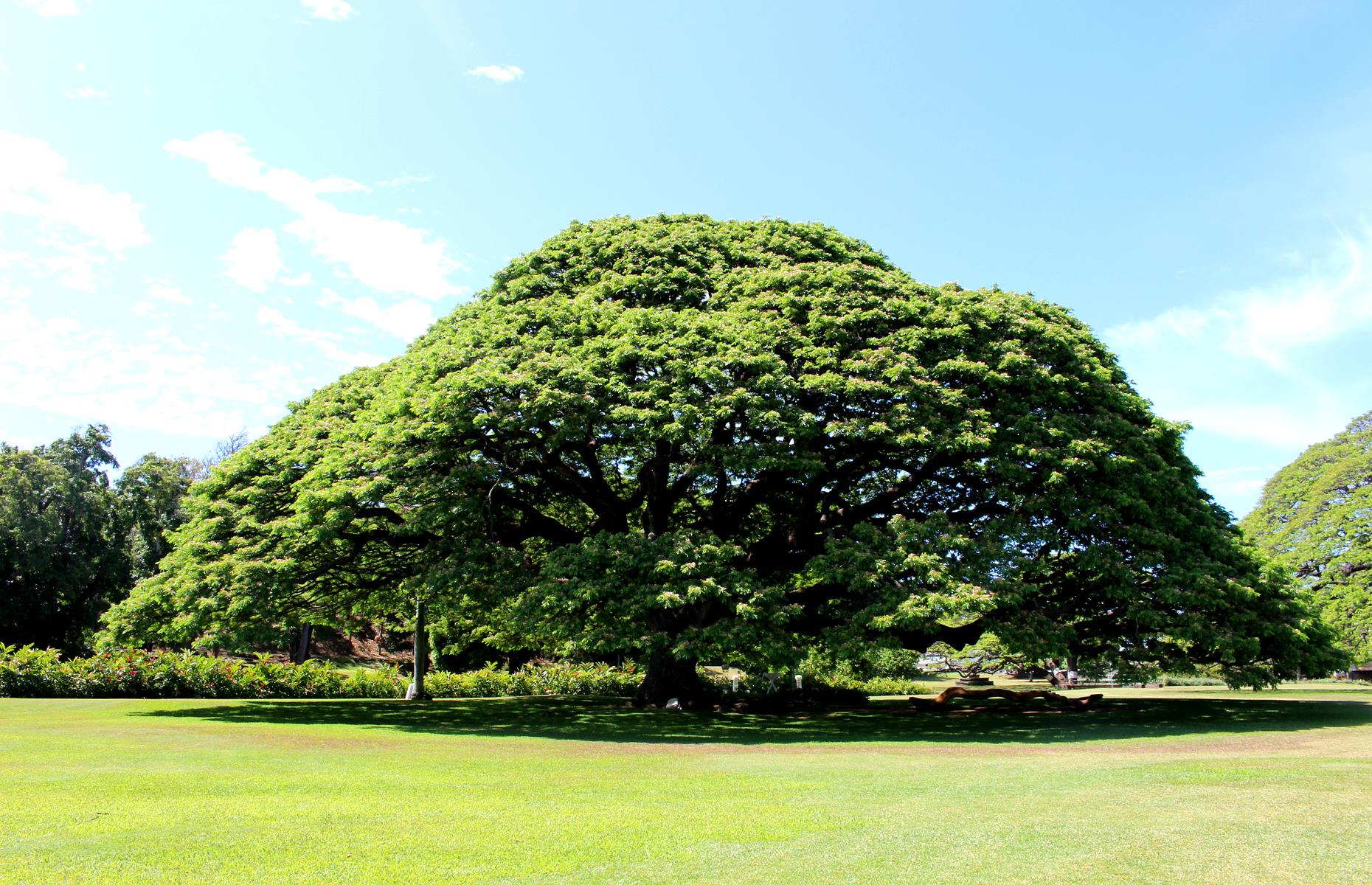 Hawaii: Exceptional trees