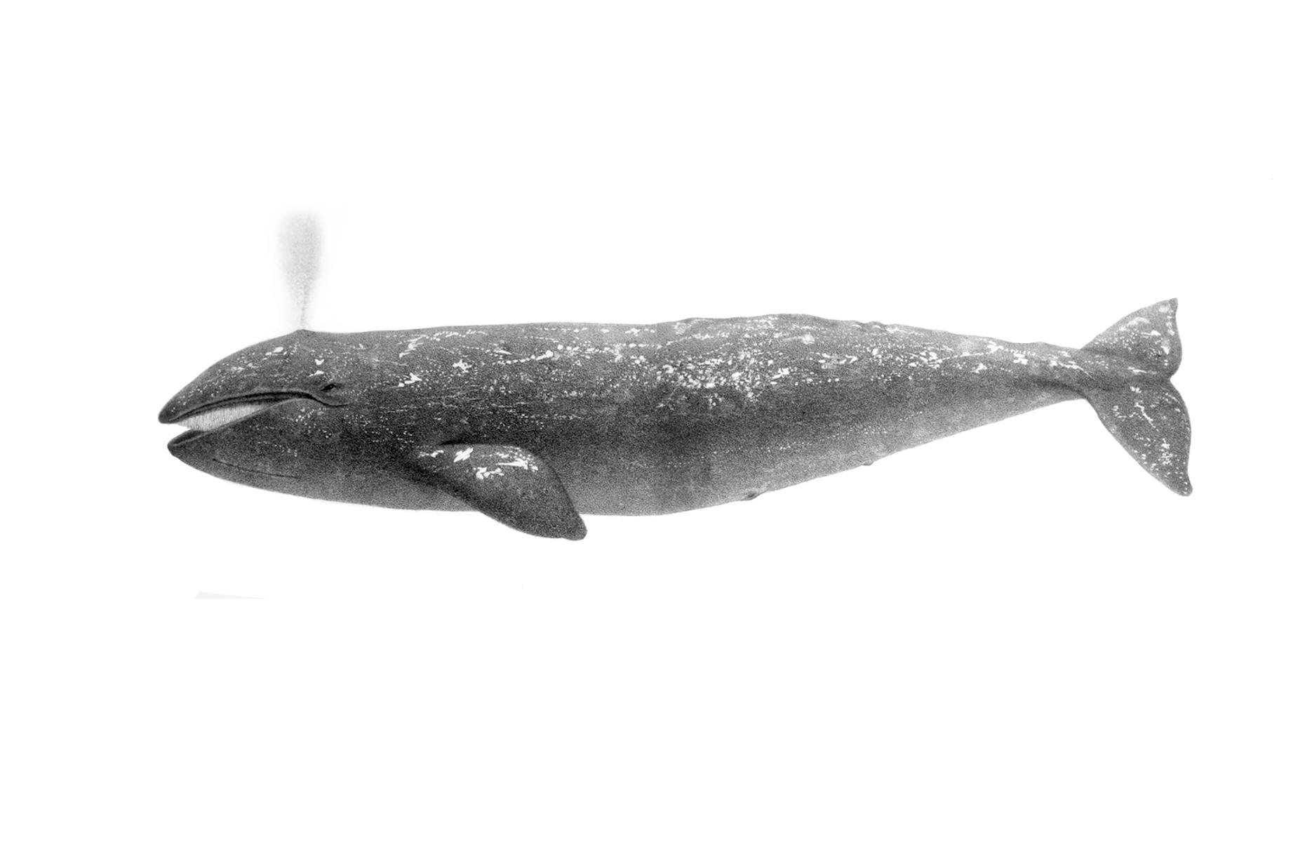 Atlantic grey whale