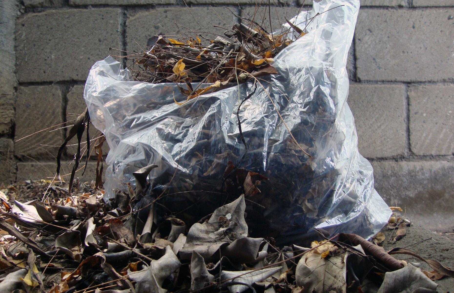 Properly dispose of garden debris