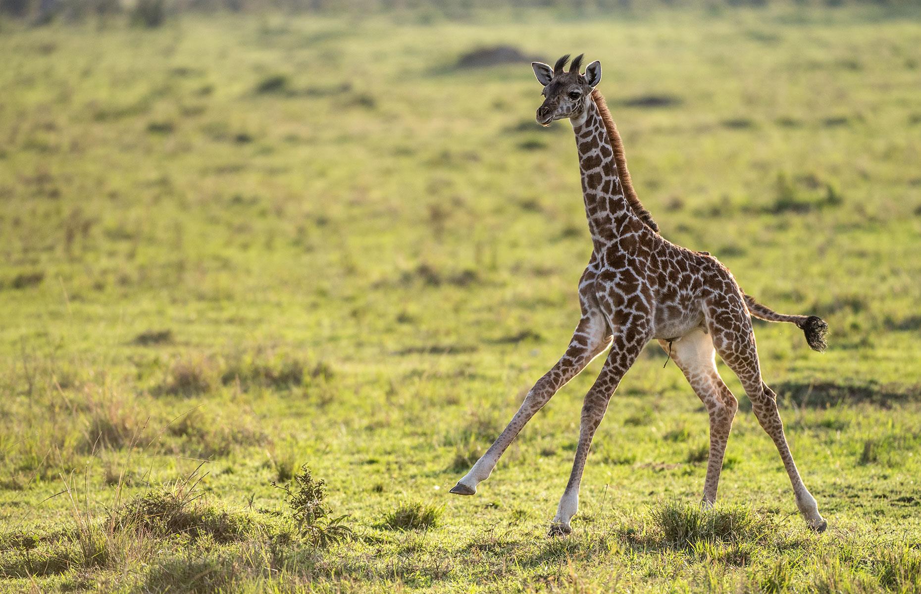 Baby Masai giraffe sparks hope