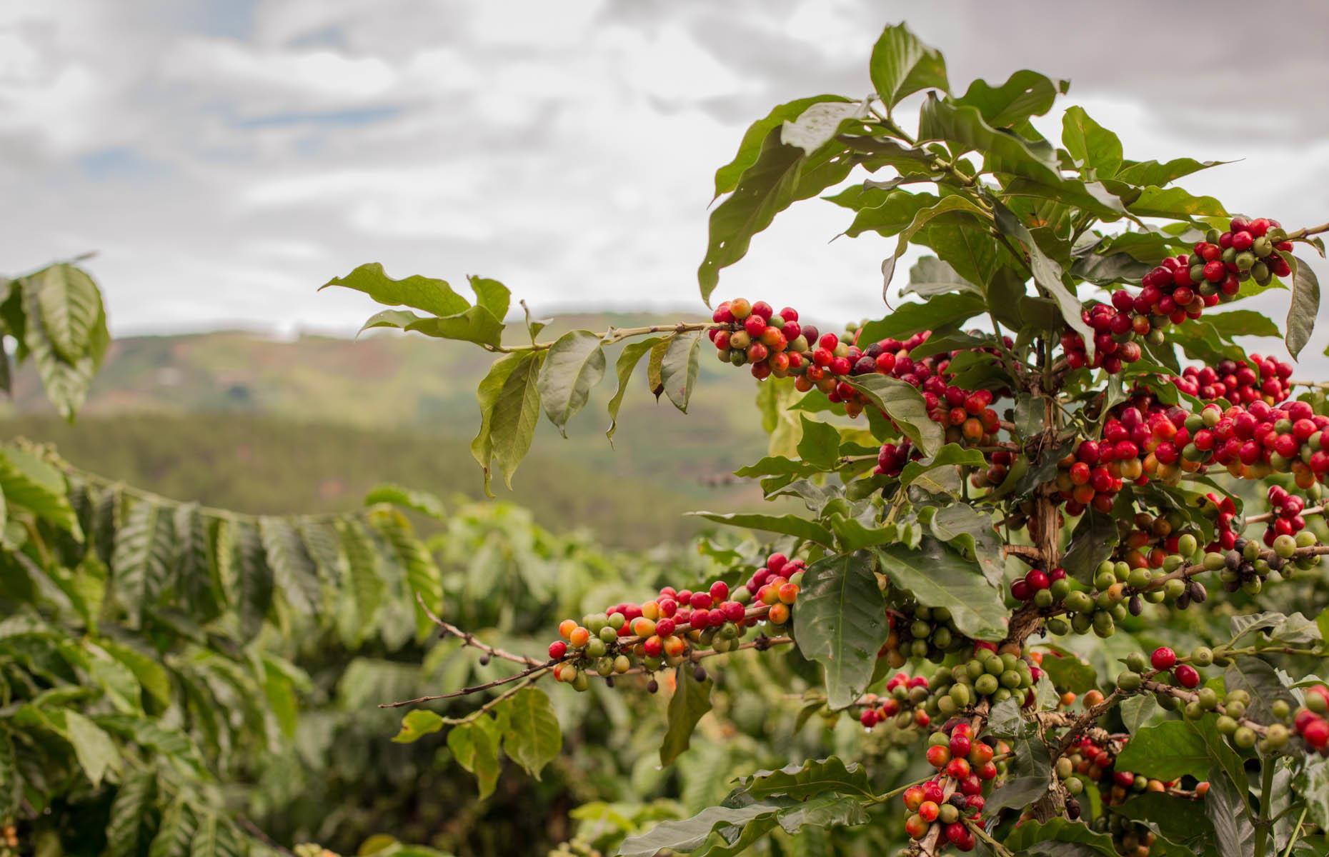 Coffee is a fruit