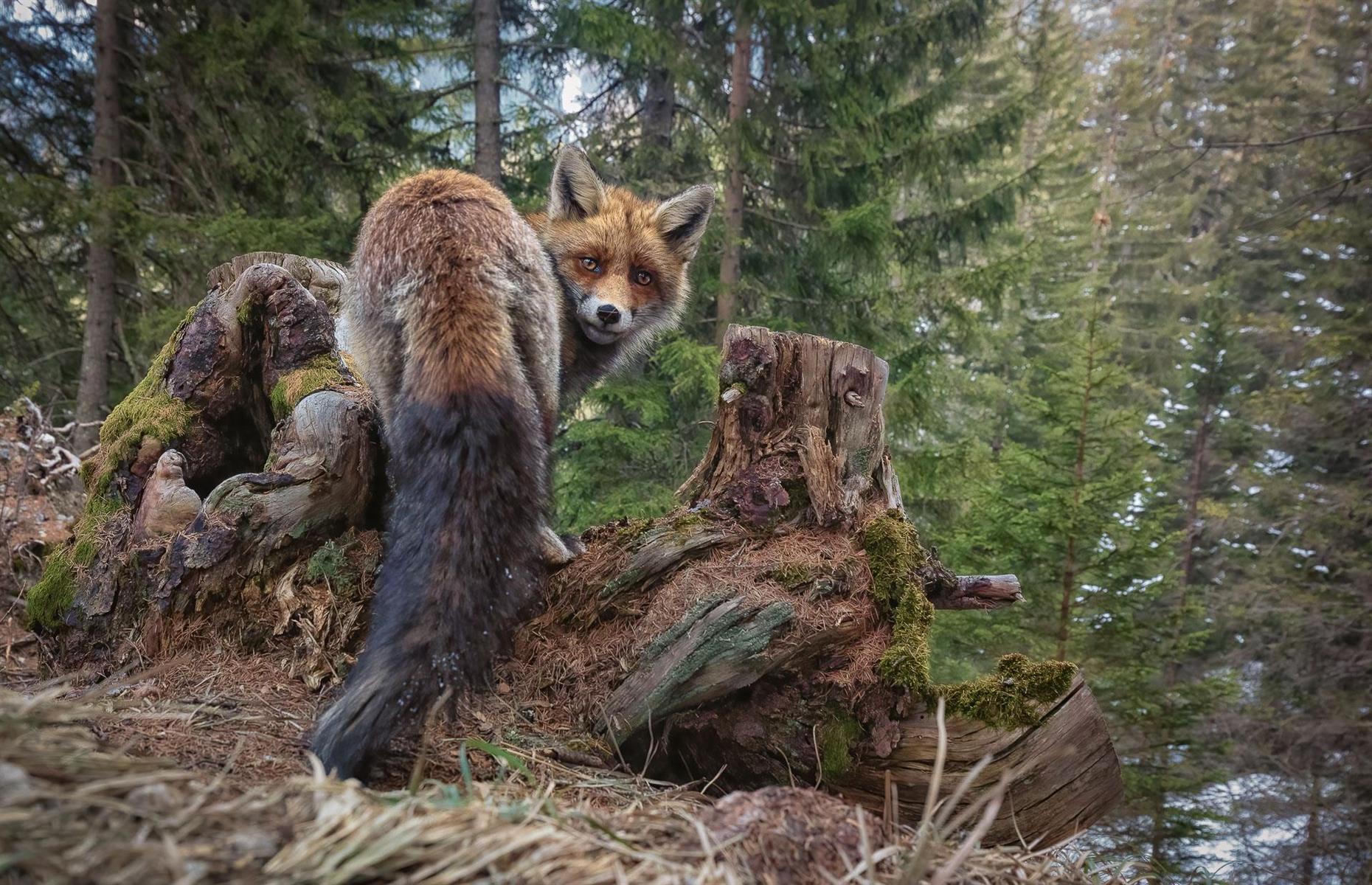 A Moment of Wilderness