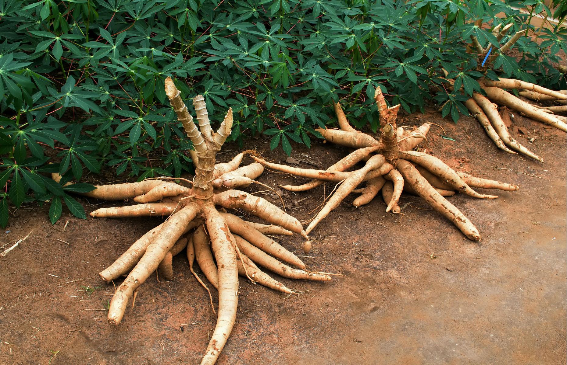 Raw cassava