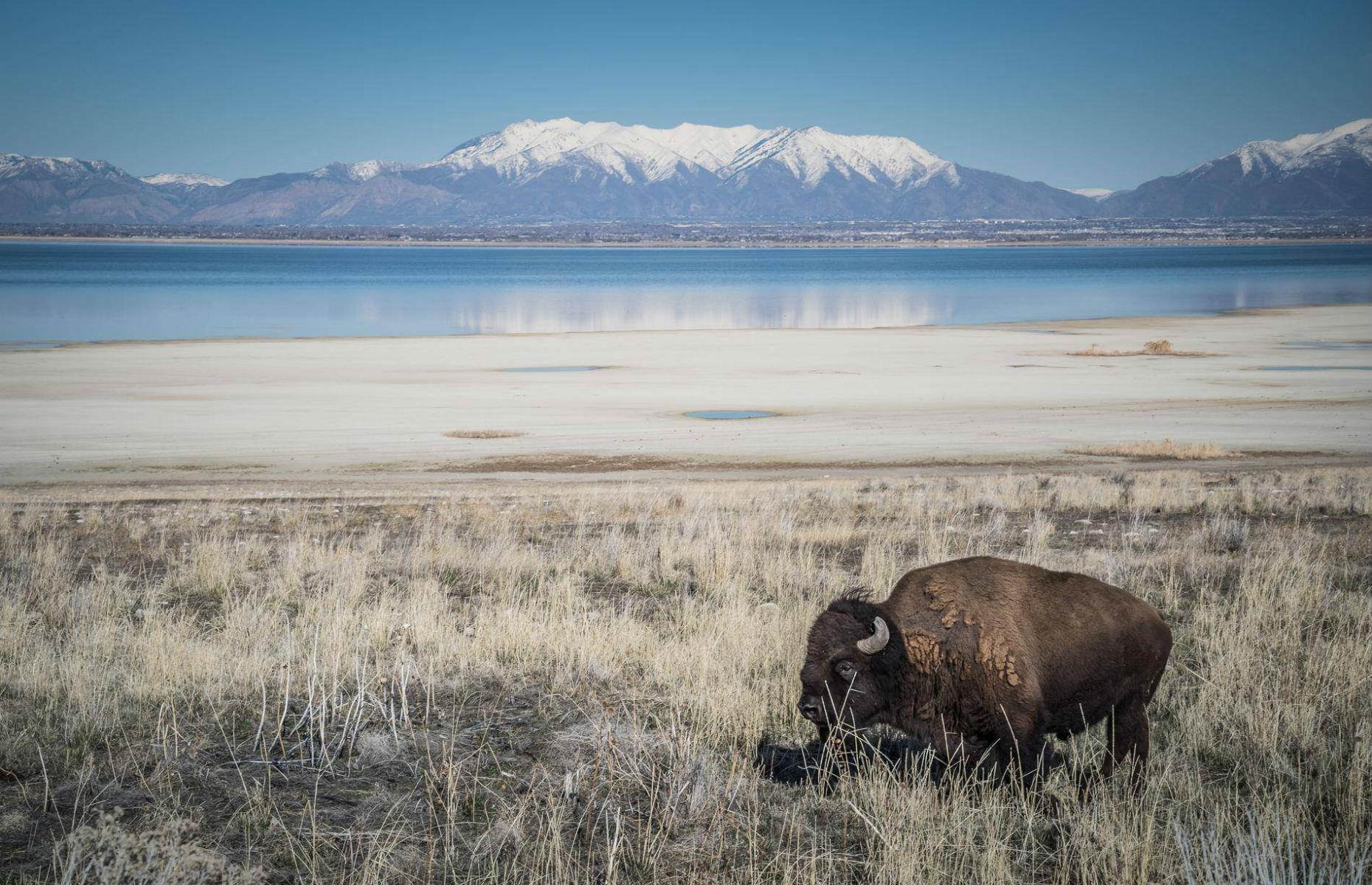 Witness a bison herd in Utah