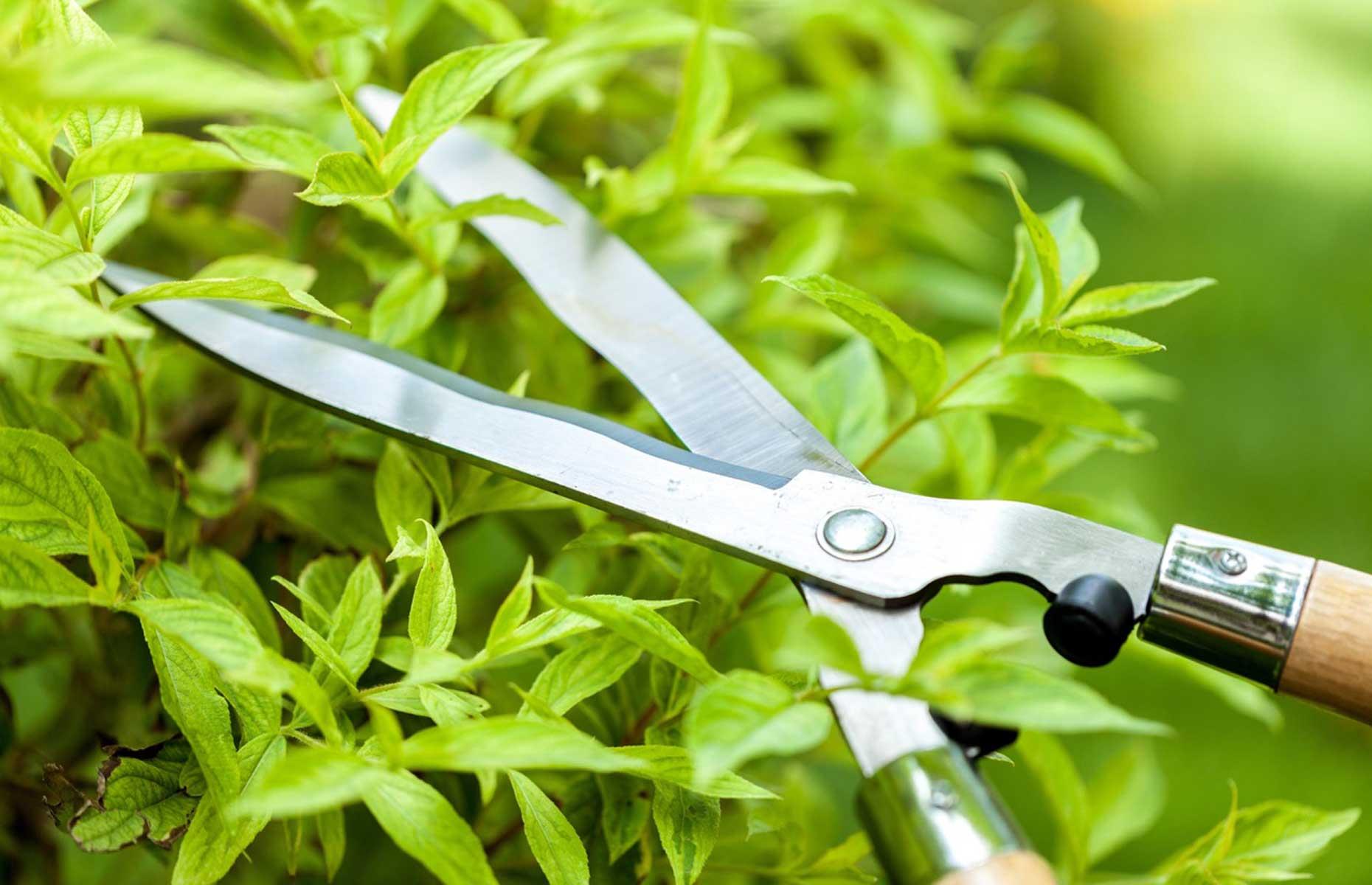 To prune or not to prune?