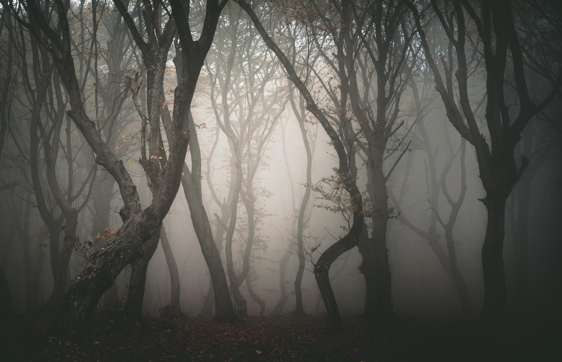 Hoia-Baciu Forest, Cluj-Napoca, Romania
